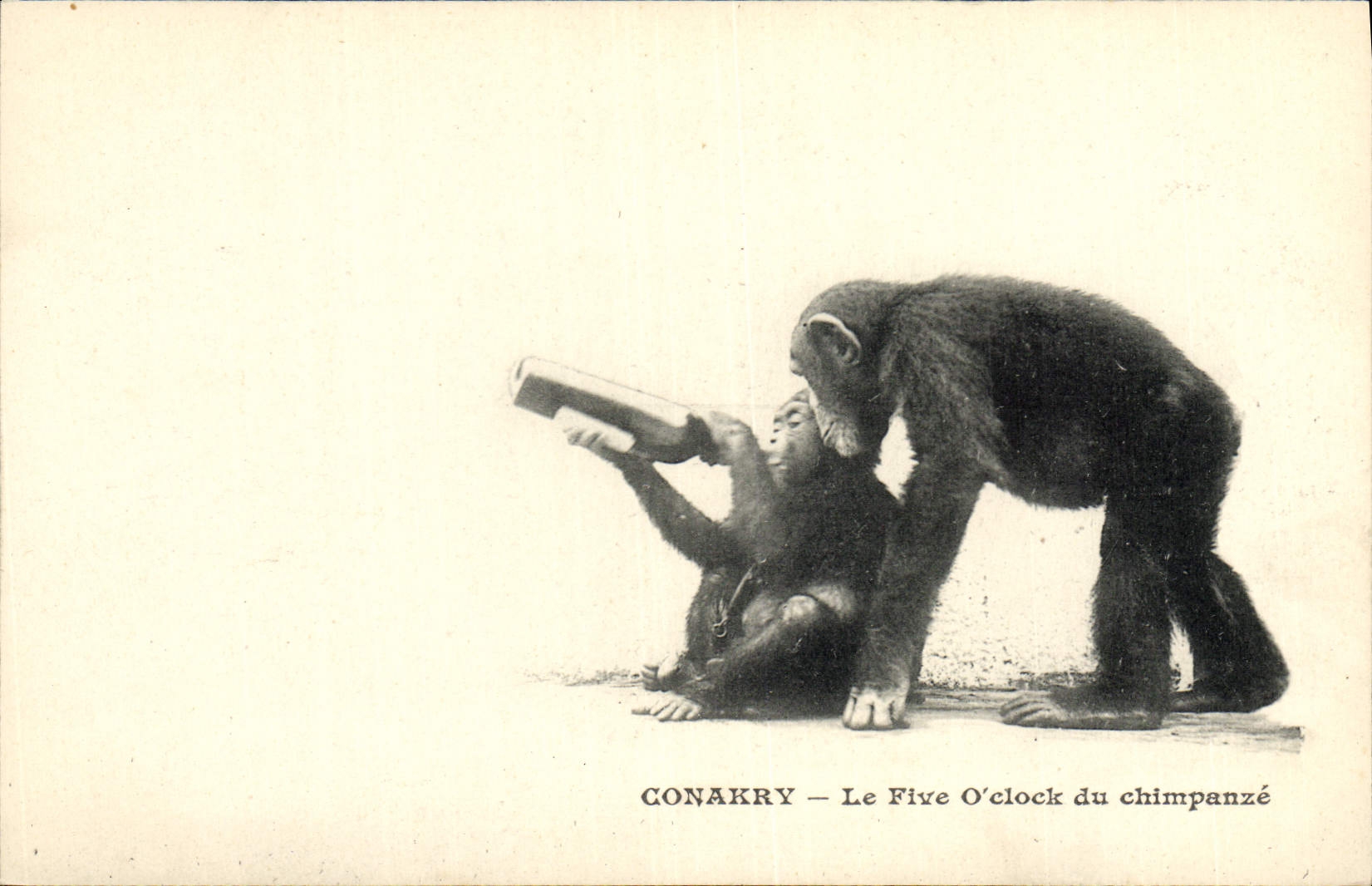 CPA Singe Conakry Guinee Le Five O'clock du chimpanze