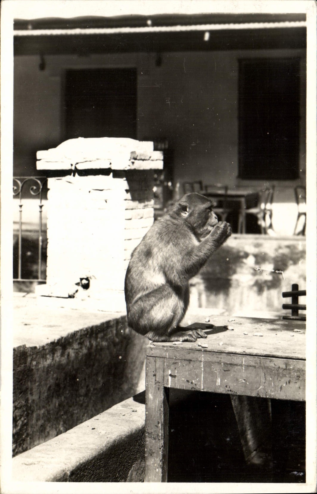 CPM Singe Blida Type de singe en liberte