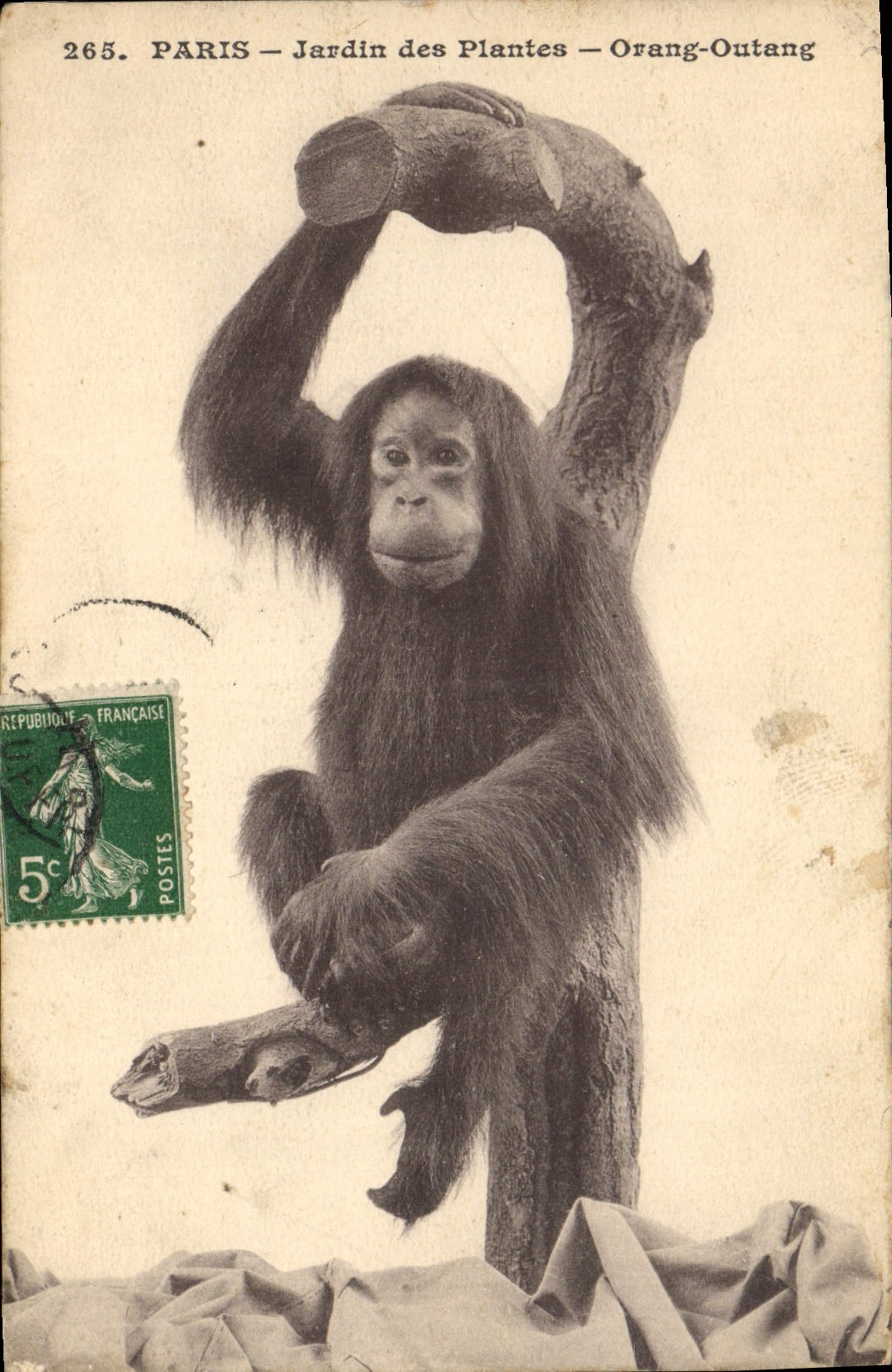 CPA Singe Paris Jardin des Plantes Orang Outang