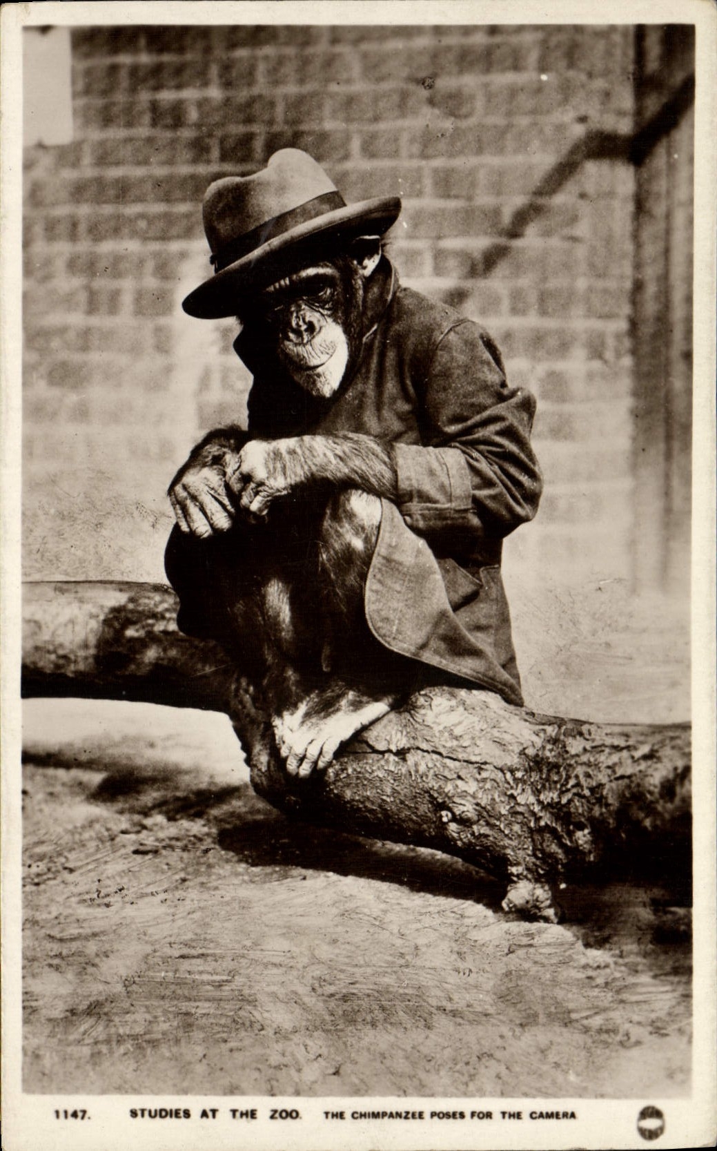CPA Singe Studies at the zoo The chimpanzee poses for the camera