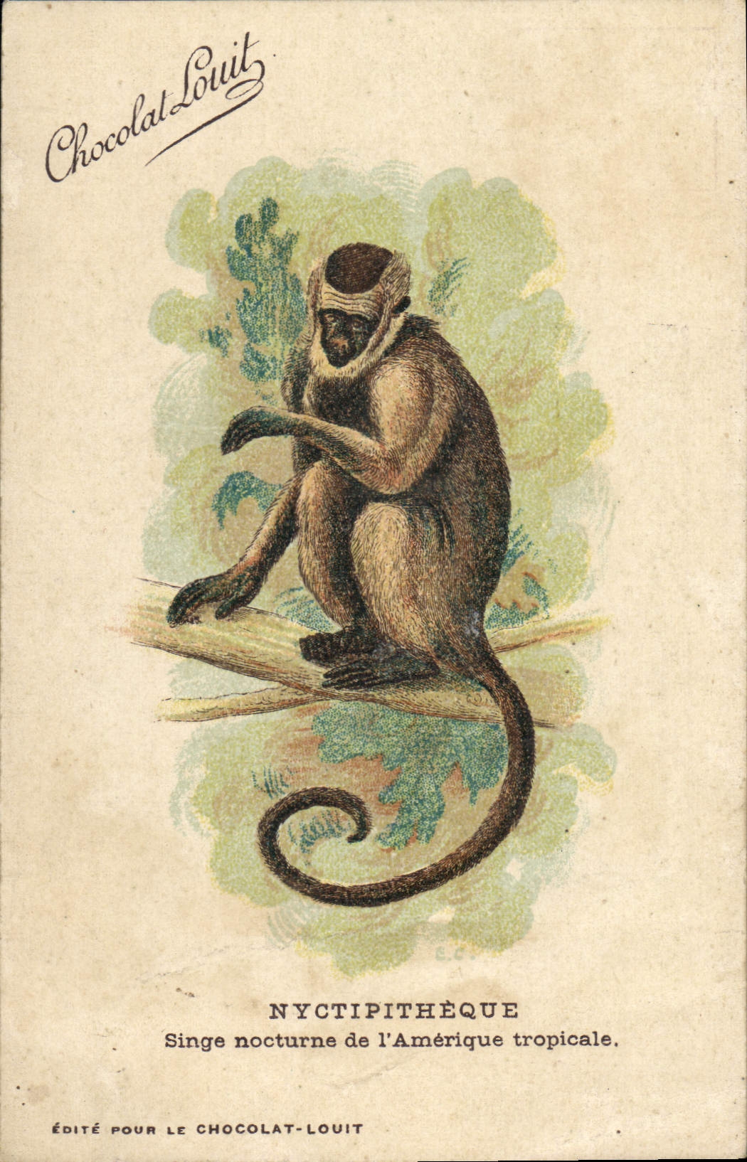 CPA Singe Nyctipitheque Singe nocturne de l'Amerique tropicale