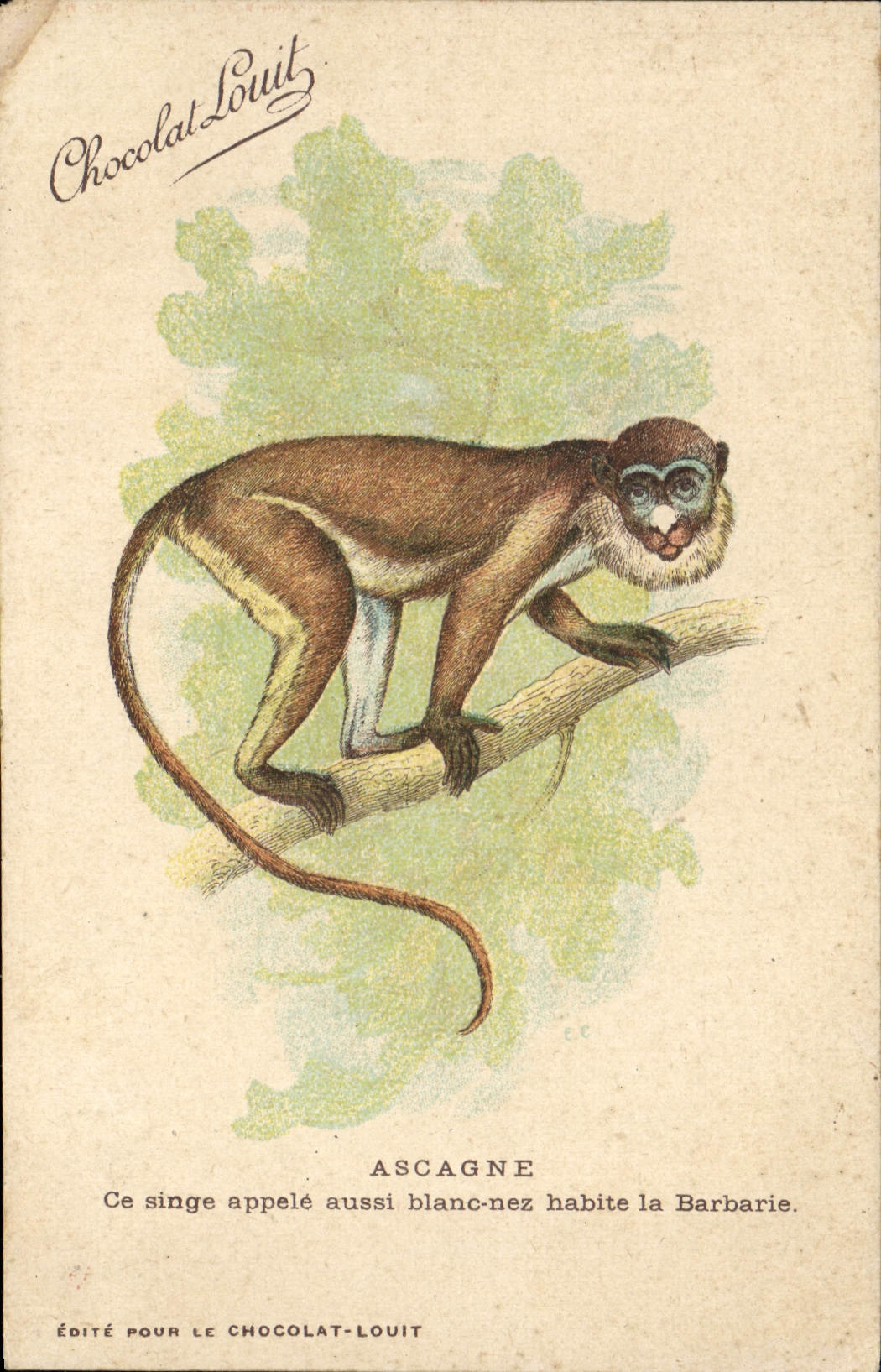 CPA Singe Ascagne Blanc nez Barbarie