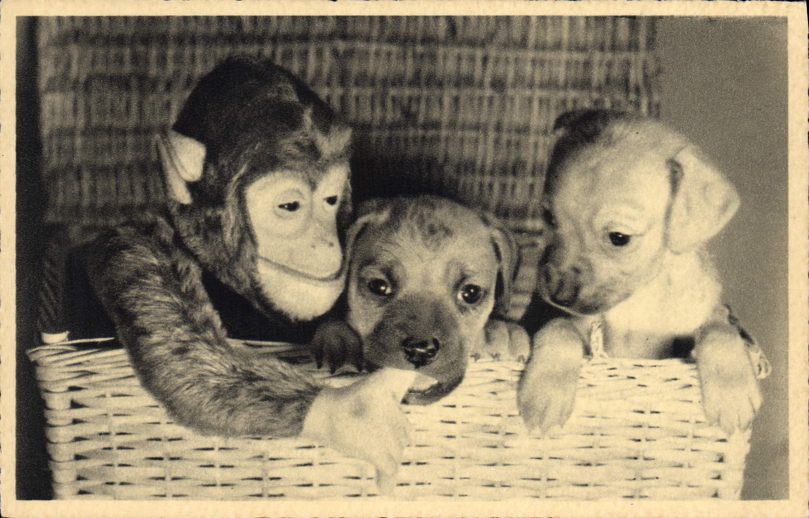 CPA Singe Chien Chiot