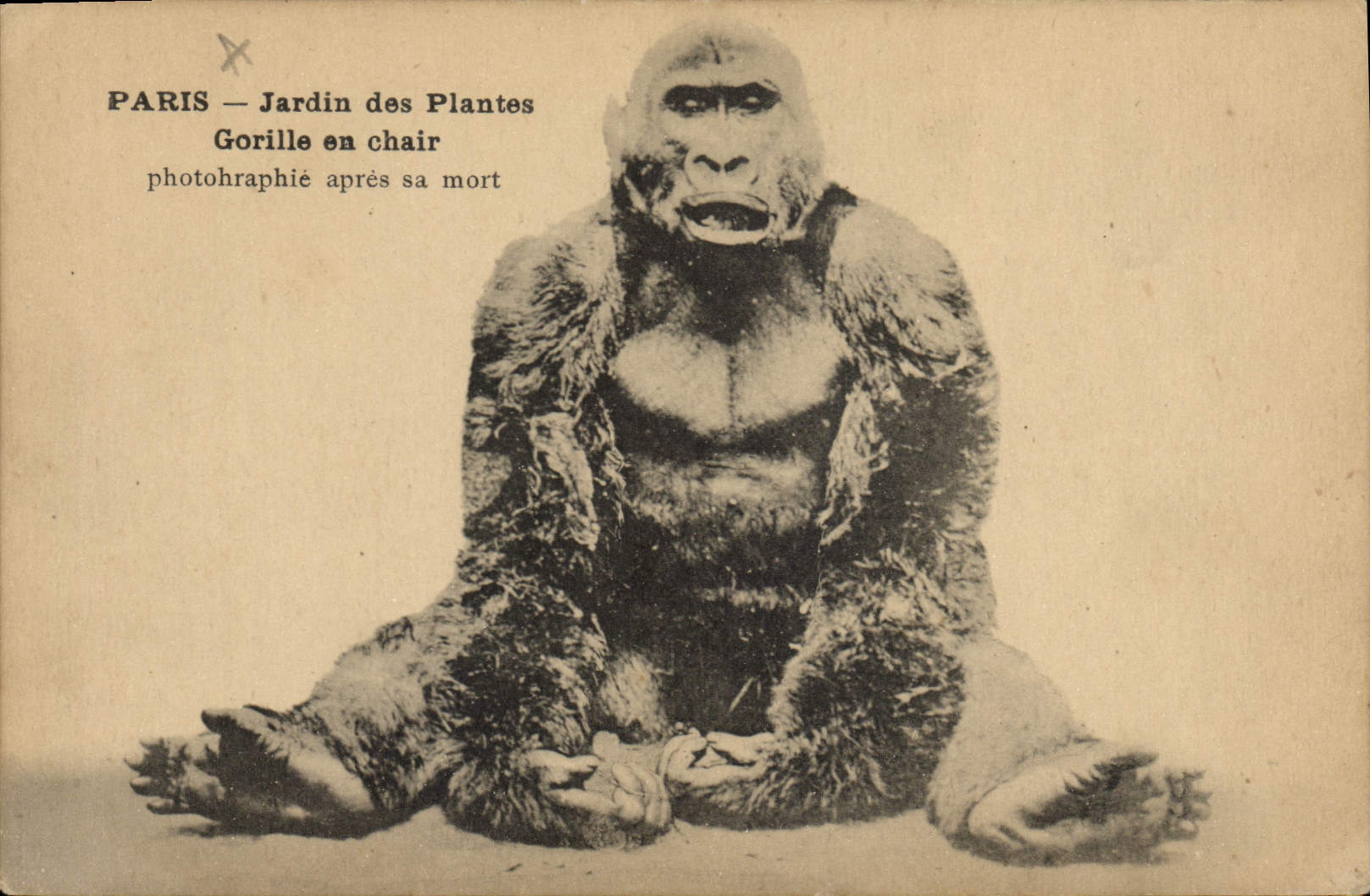 CPA Singe Paris Jardin des plantes Gorille en chair photographie apres sa mort