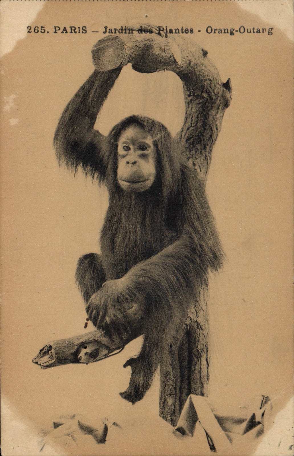 CPA Singe Paris Jardin des Plantes Orang Outang 