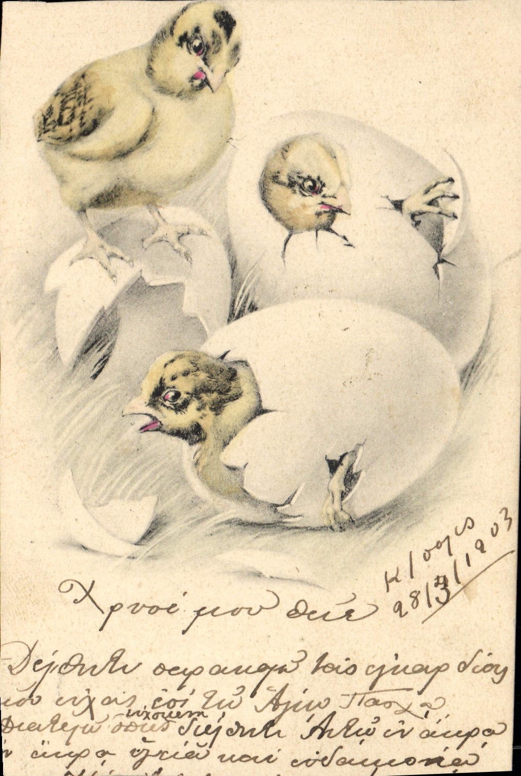 Vintage Postcard Chicks Eggs