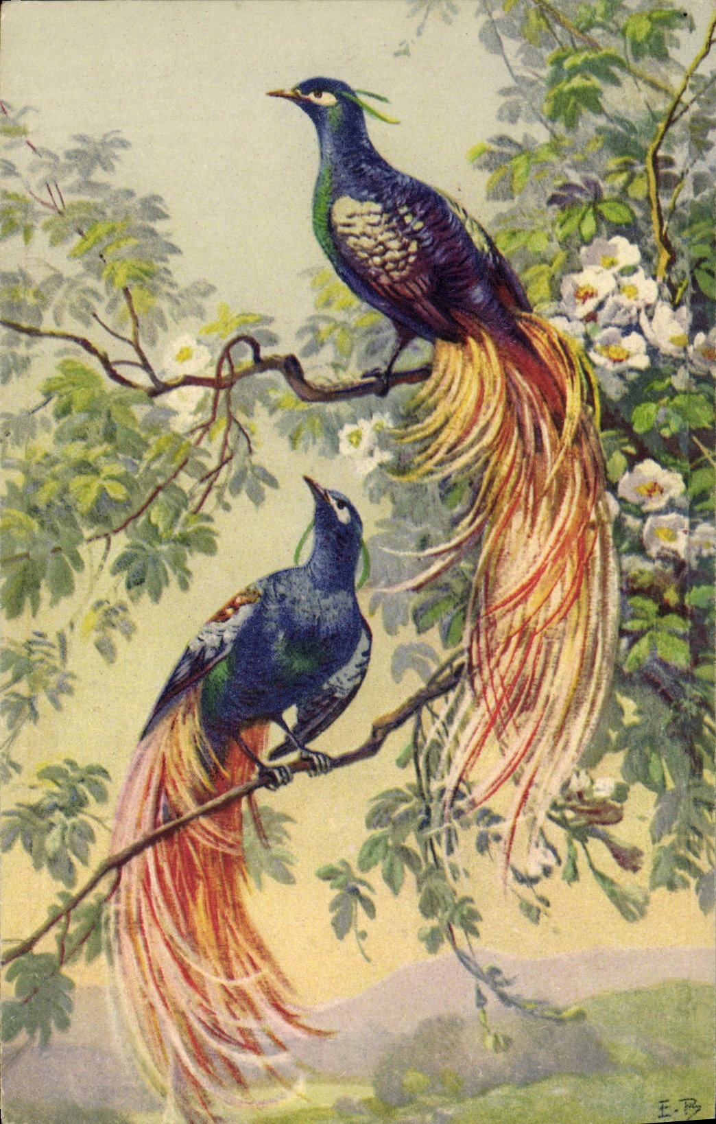 CPA Oiseaux 