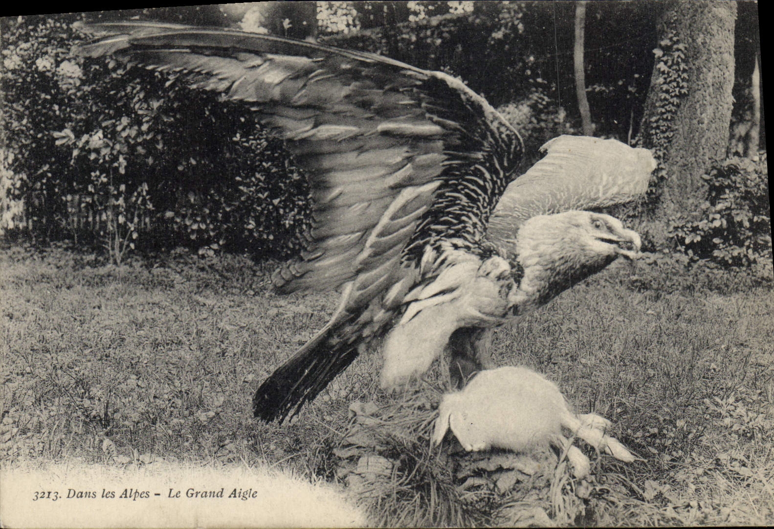 CPA Le grand aigle Rapace 