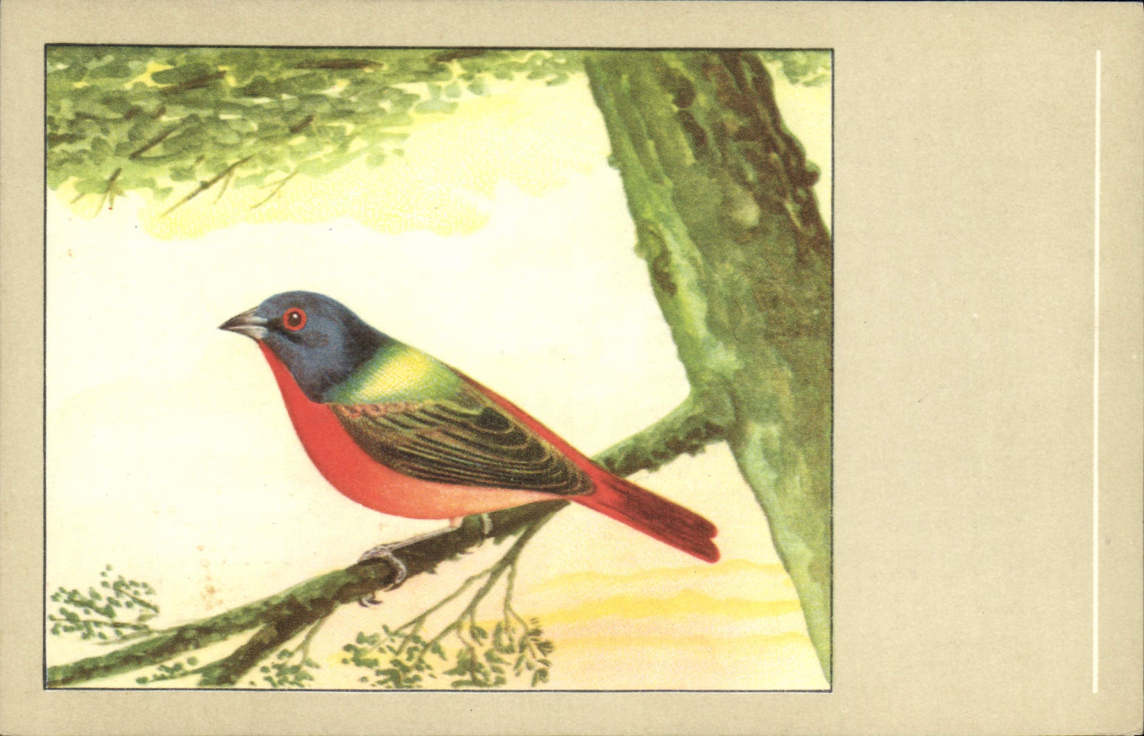 CPA Oiseau Pape de la Louisiane 