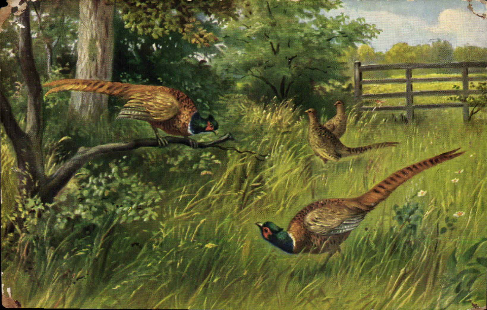 CPA Oiseaux 