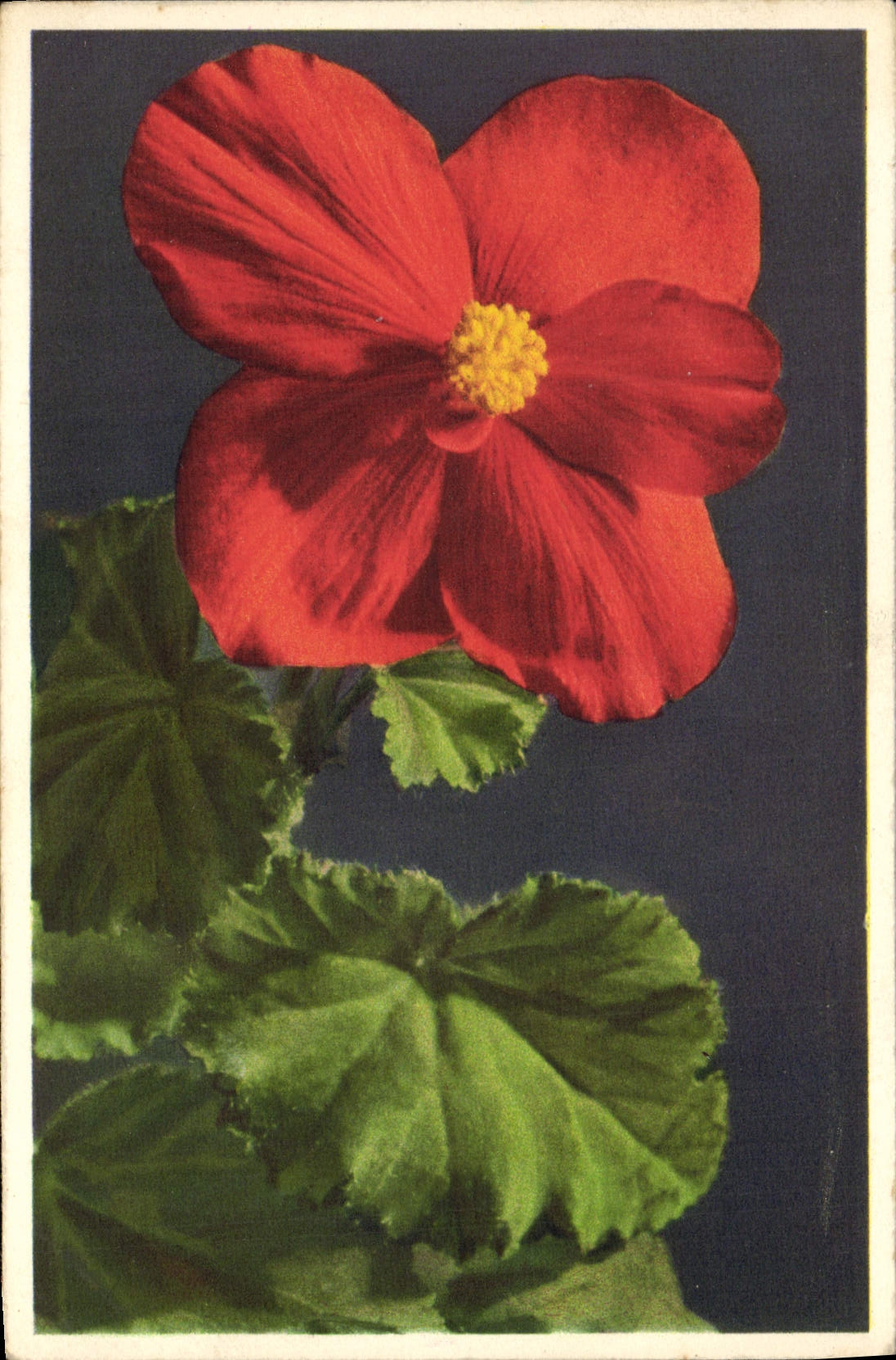 Vintage Postcard Fantasy Flowers Begonia
