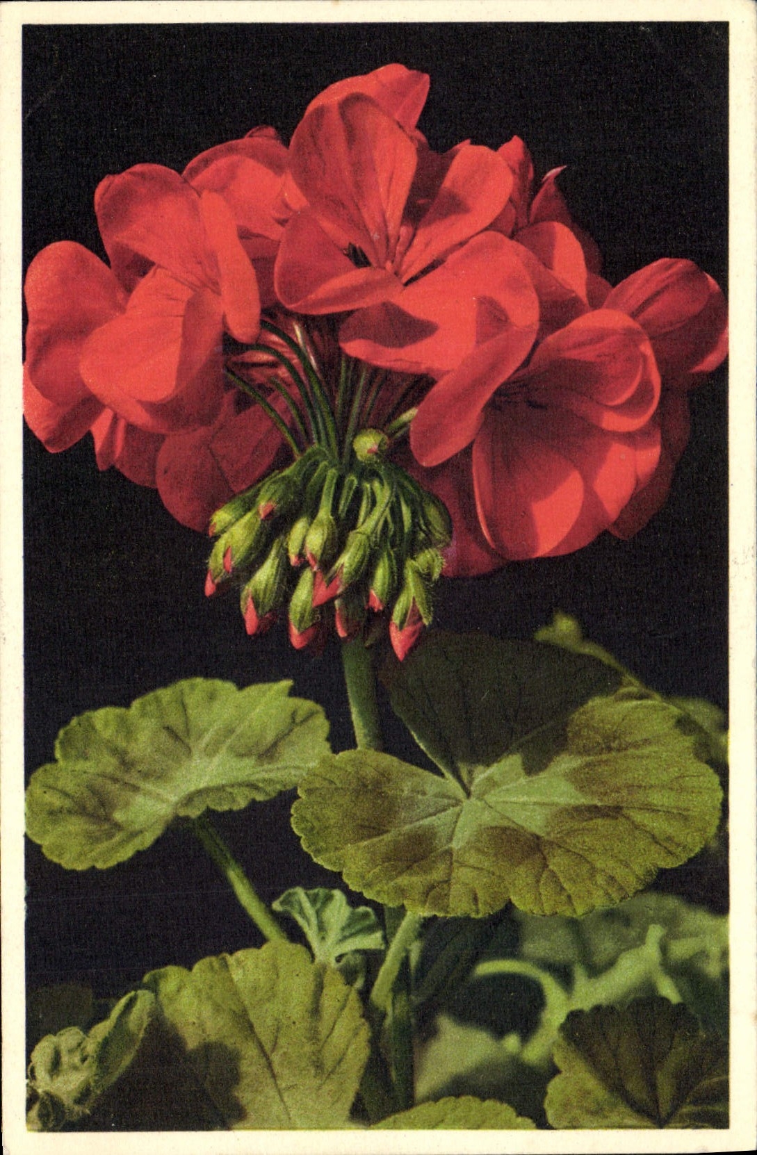 Vintage Postcard Fantasy Flowers Geranium