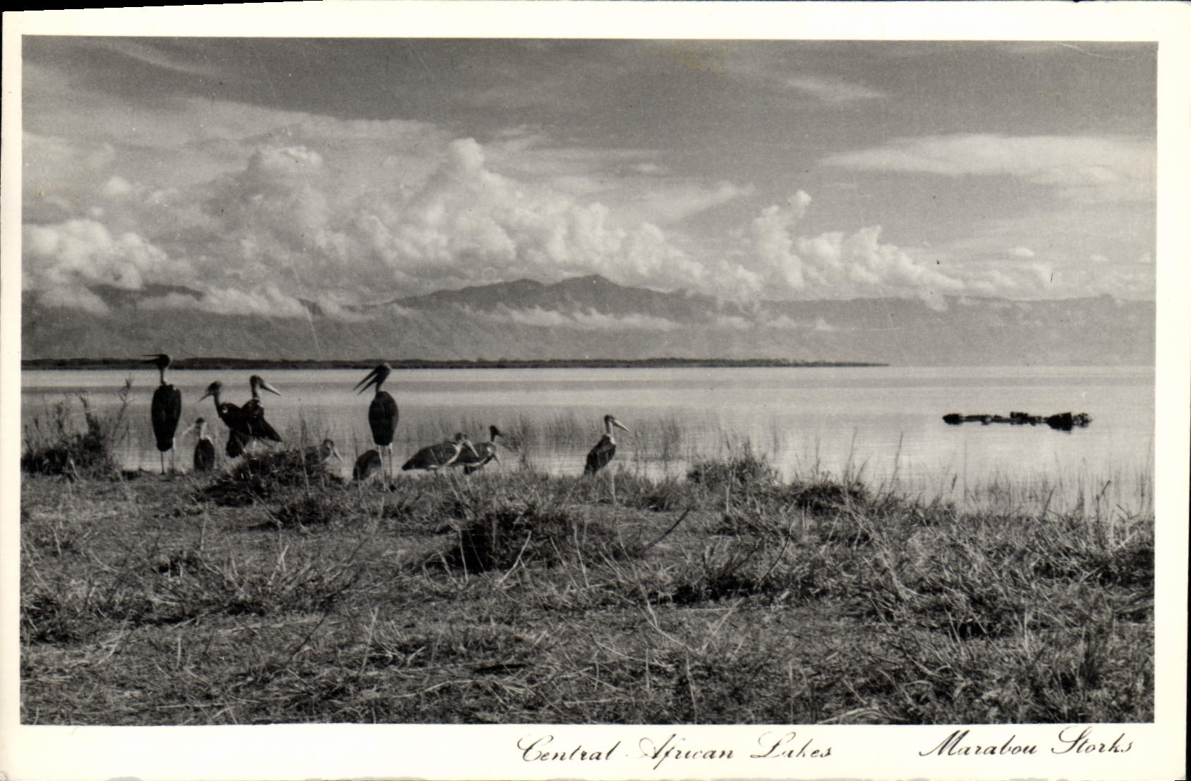 CPA Central African lakes Marabou Storks