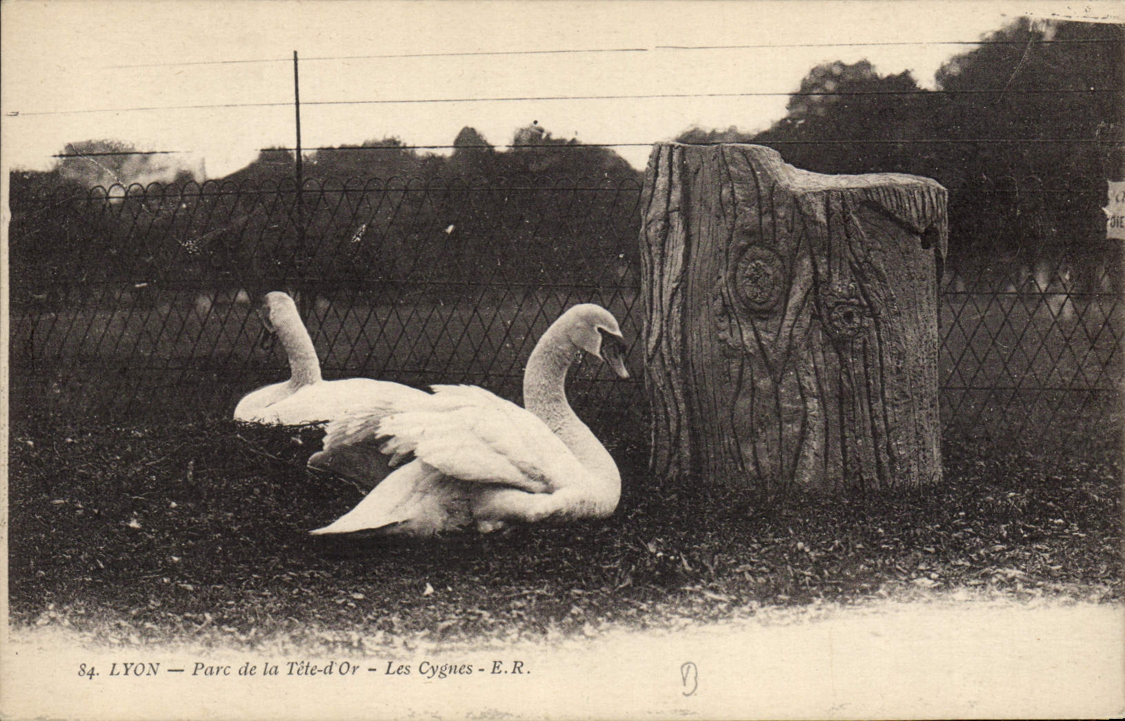 CPA Lyon Parc de la Tete d'Or Les cygnes 