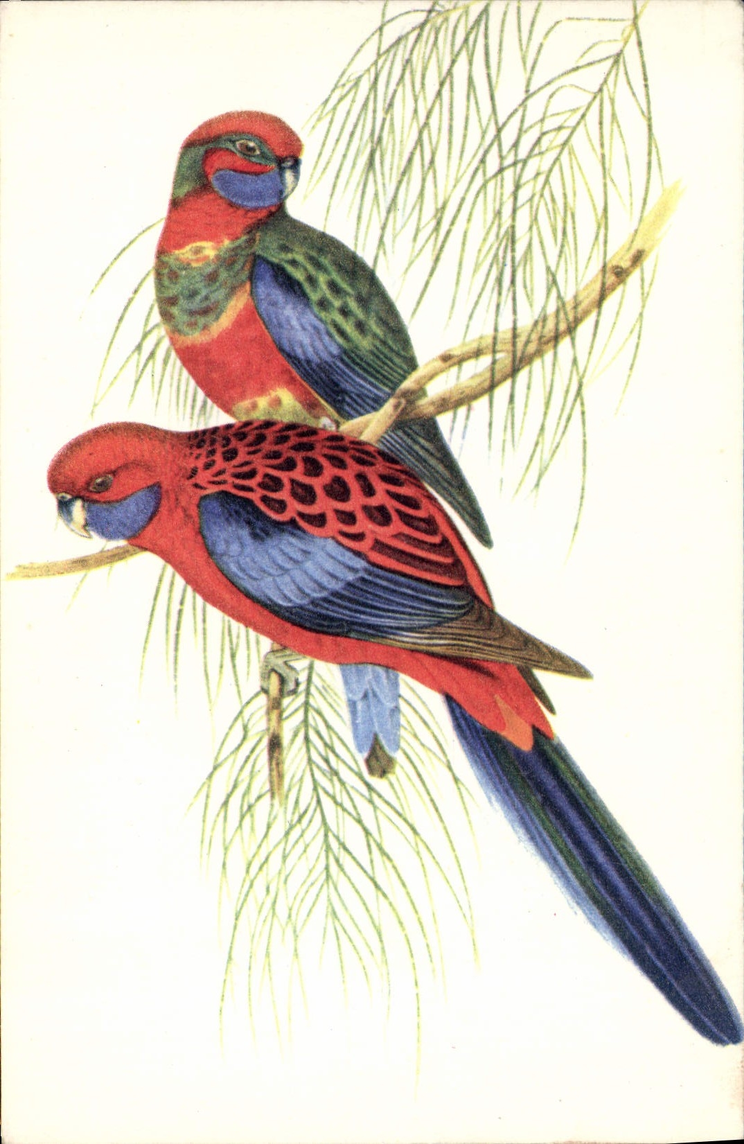 CPA Perruches platycerques 