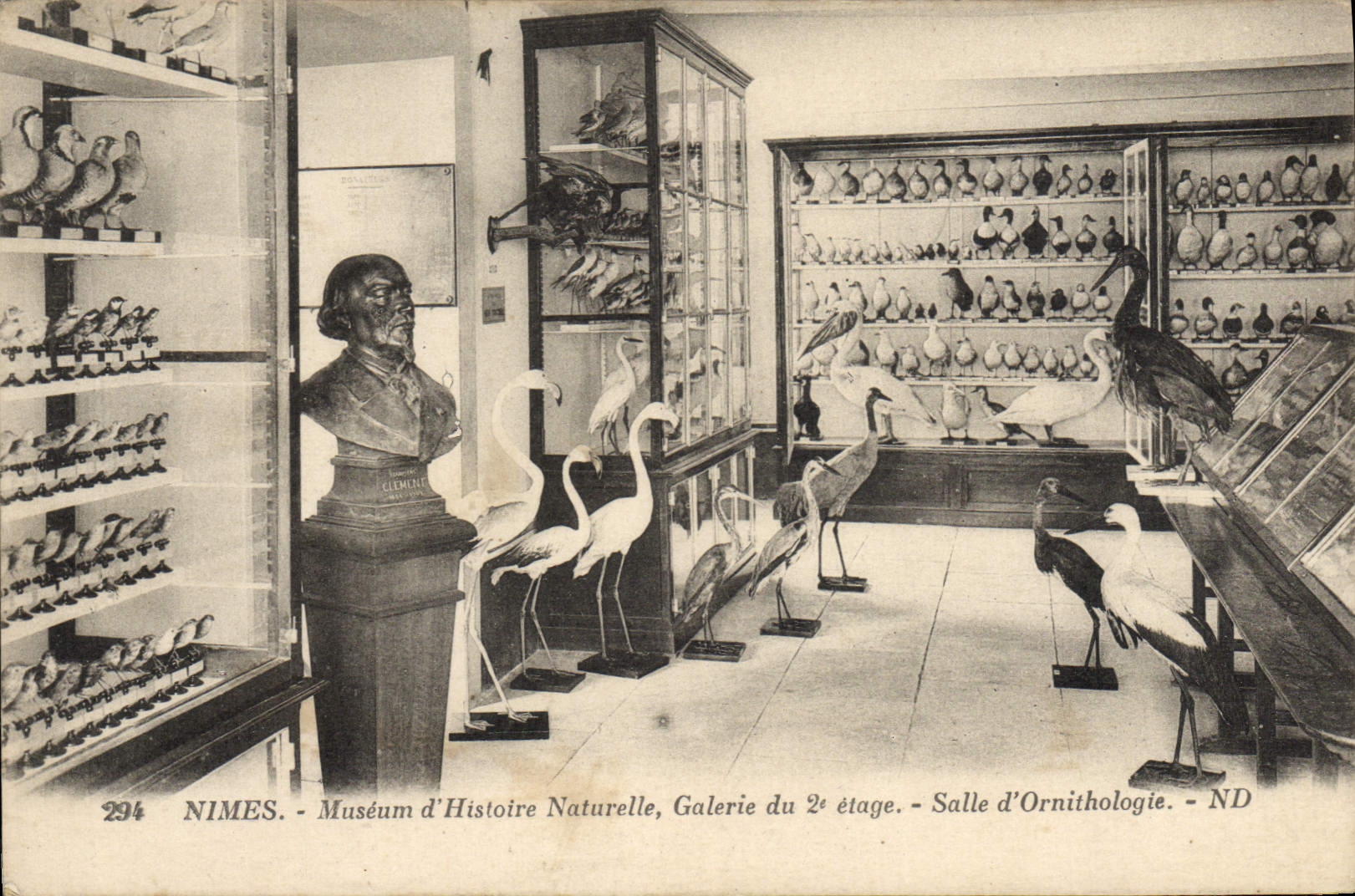 Postal Nimes Museo de Historia Natural Galería del 2.o escalona Sala de Ornitología
