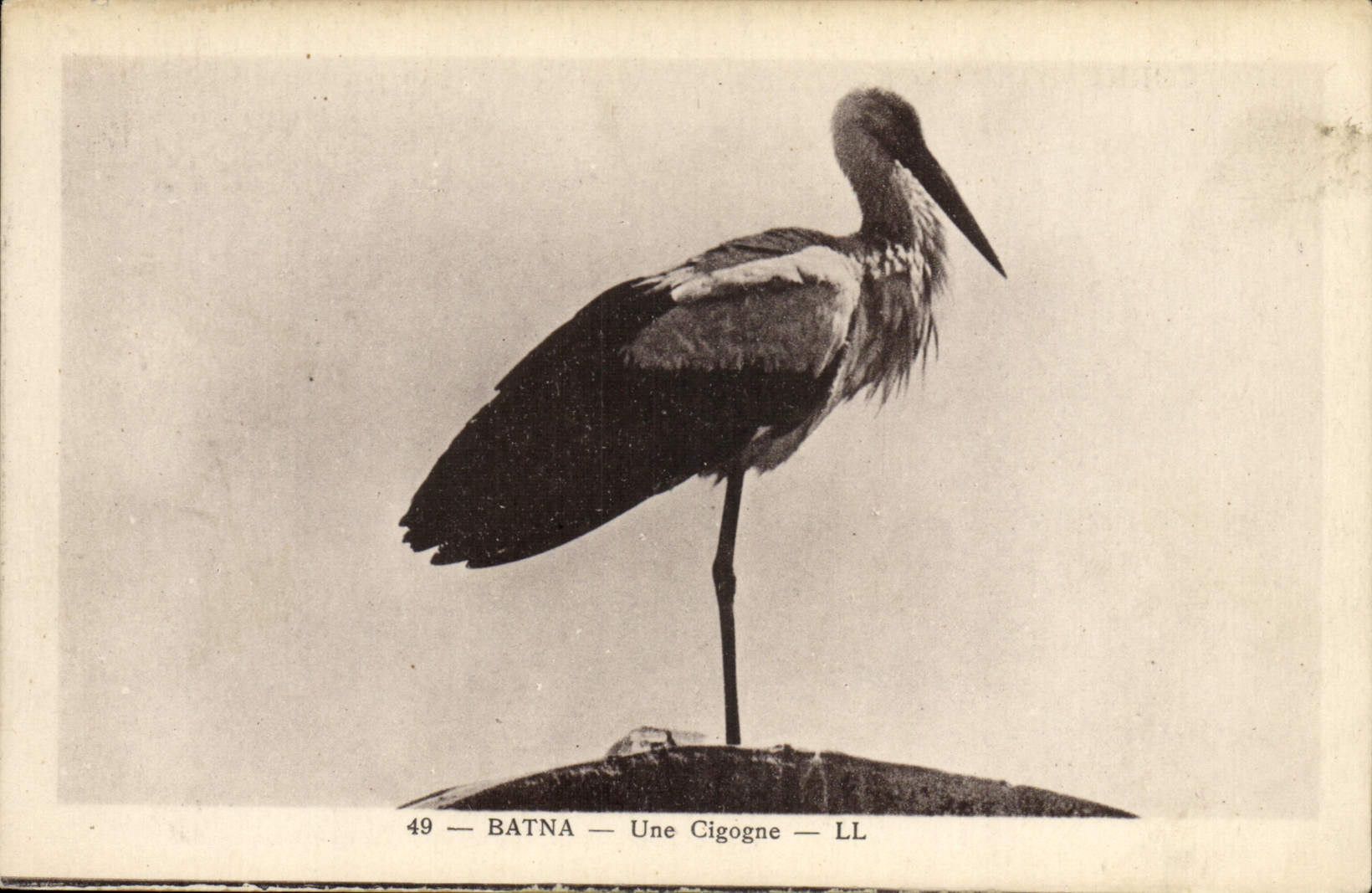 CPA Batna Une cigogne 