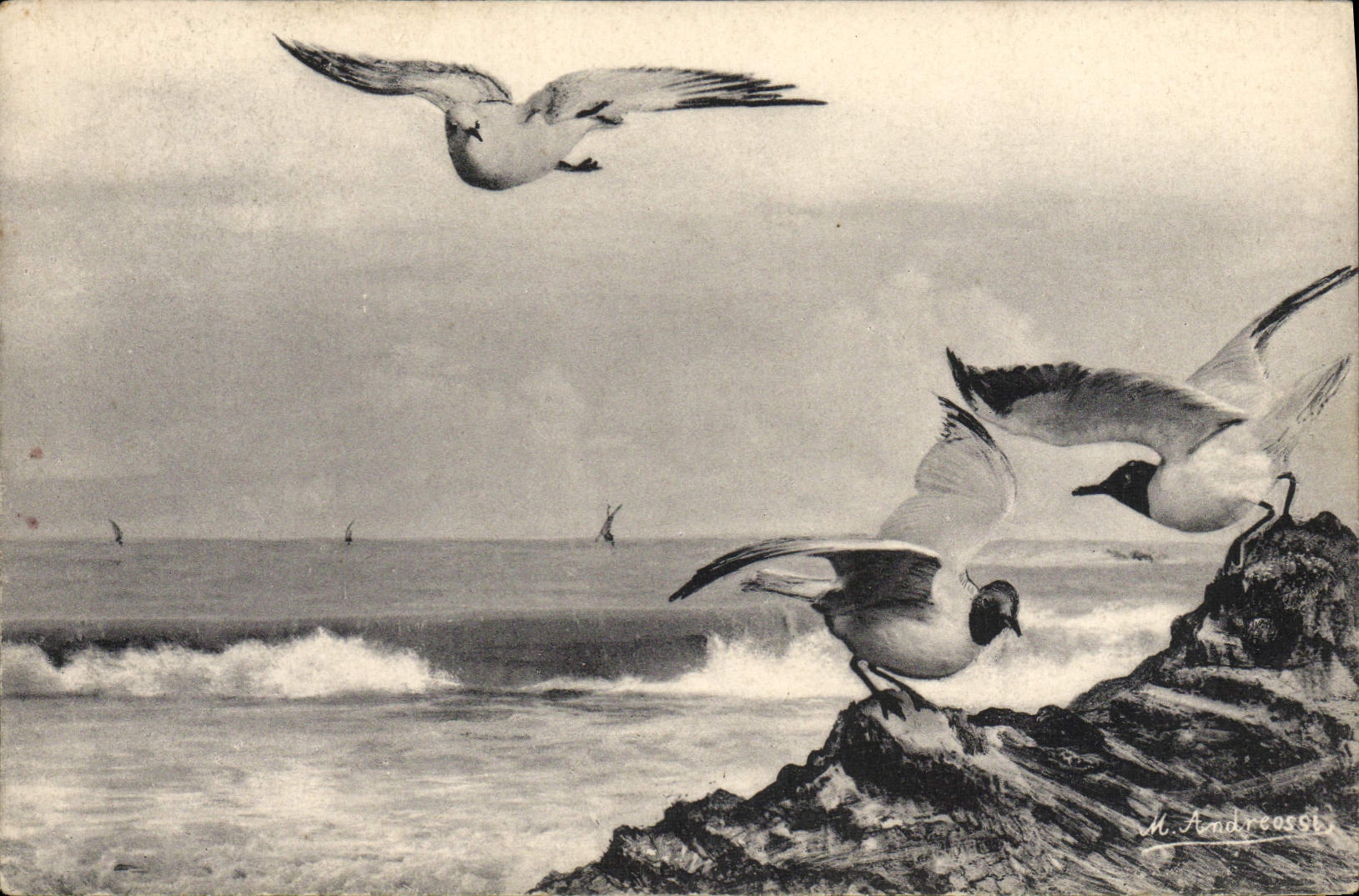 CPA Mouettes 