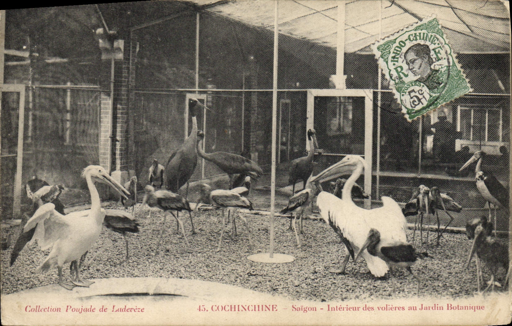 CPA Cochinchine Saigon Interieur des volieres au jardin botanique Indochine 