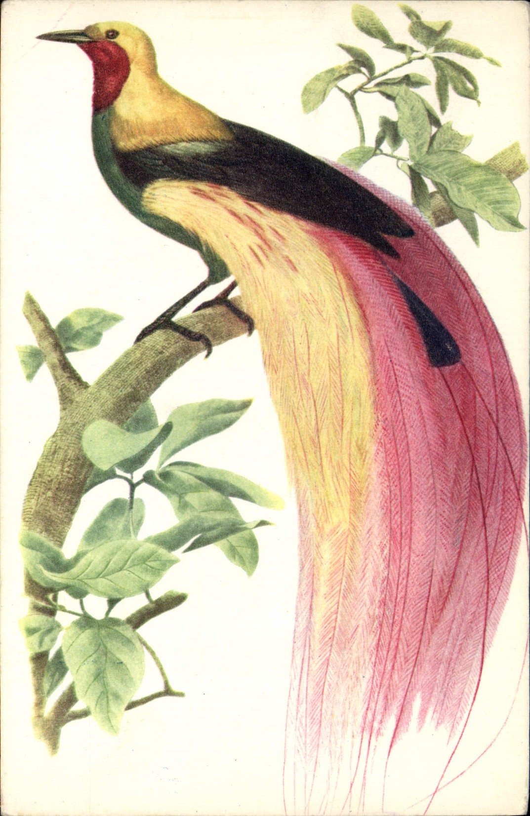 CPM Paradisier Grand Emeraude 