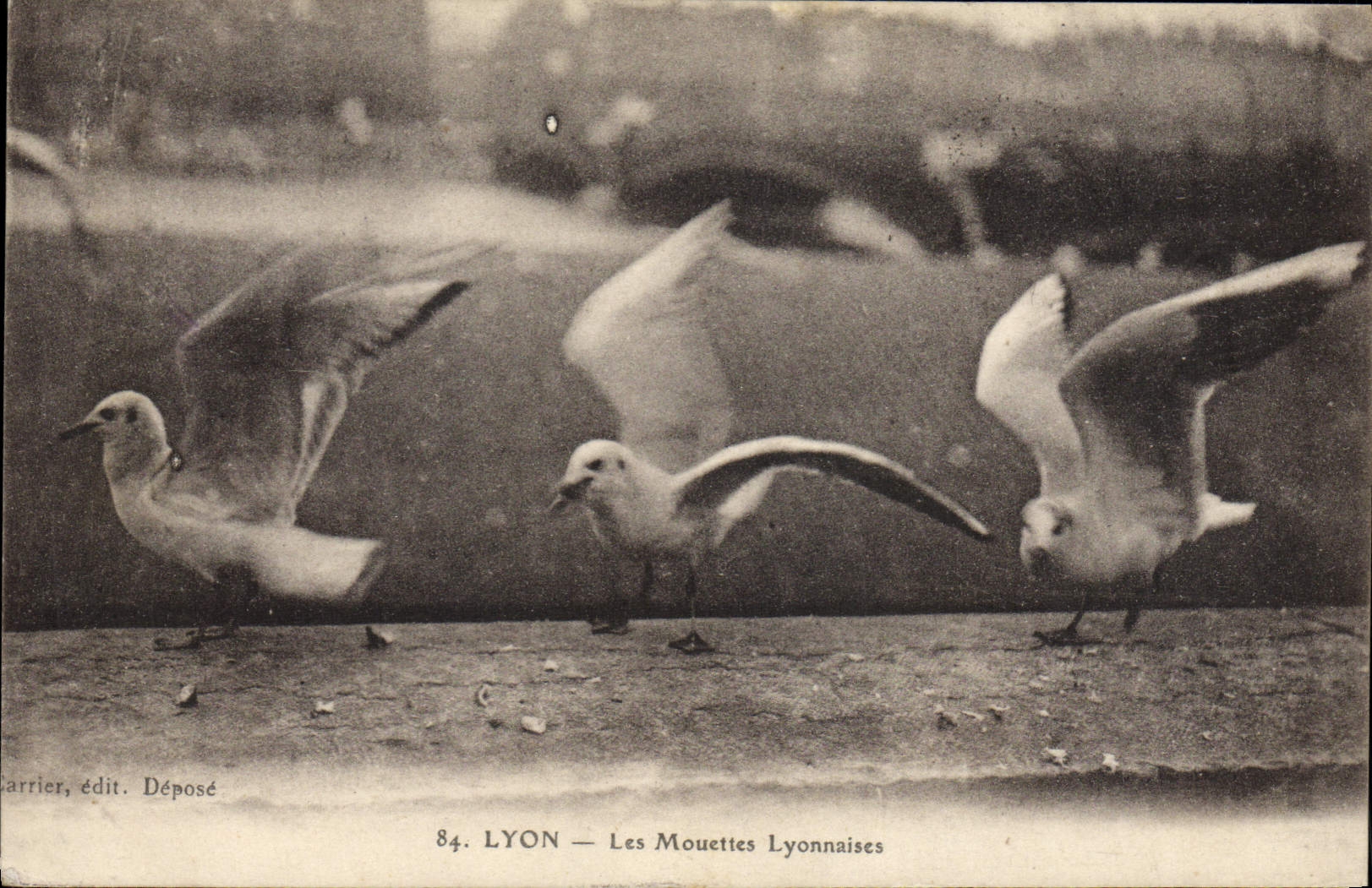 CPA Lyon Les mouettes lyonnaises 