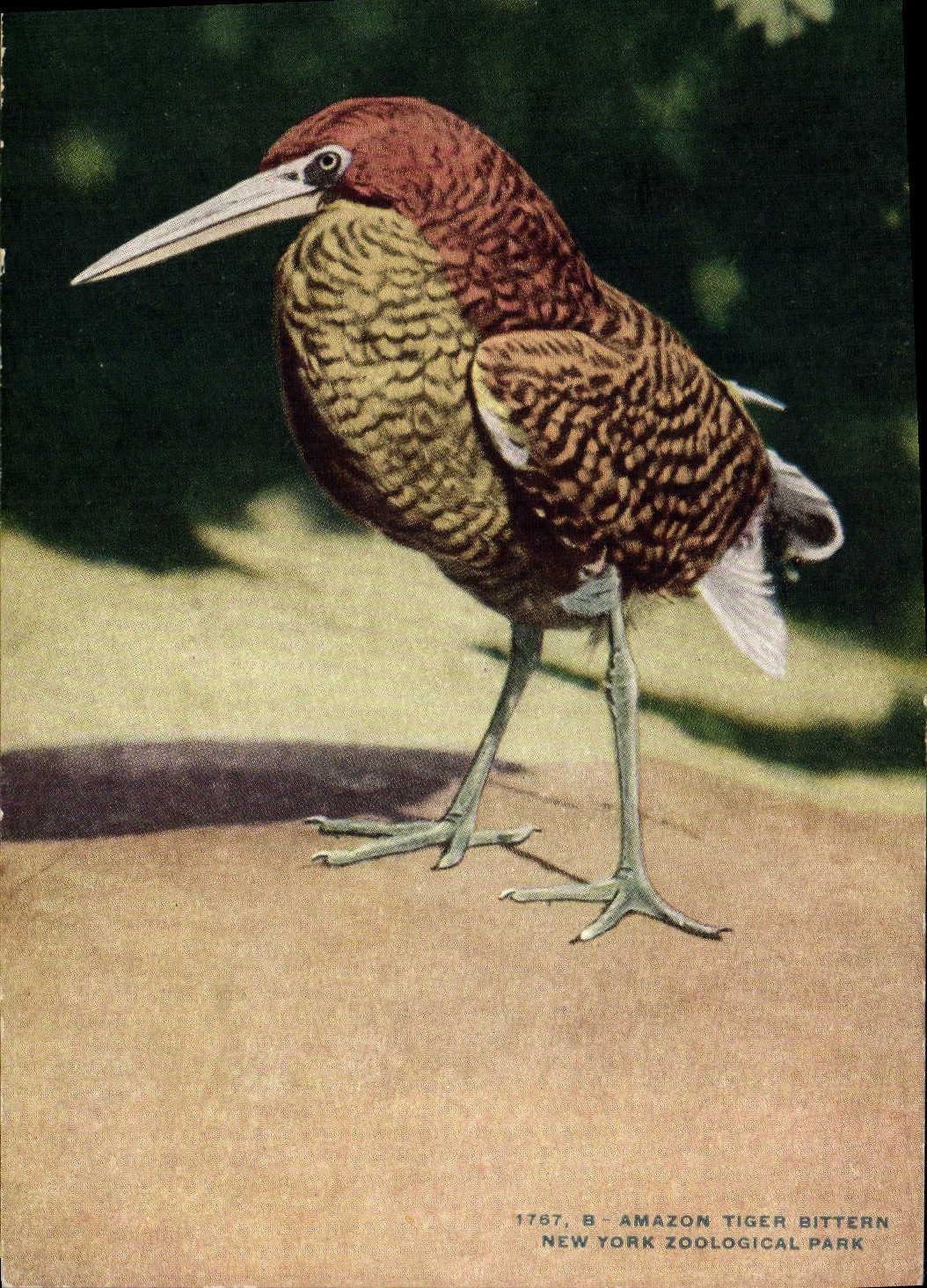 CPA Amazon Tiger bittern New York Zoological Park Zoo 
