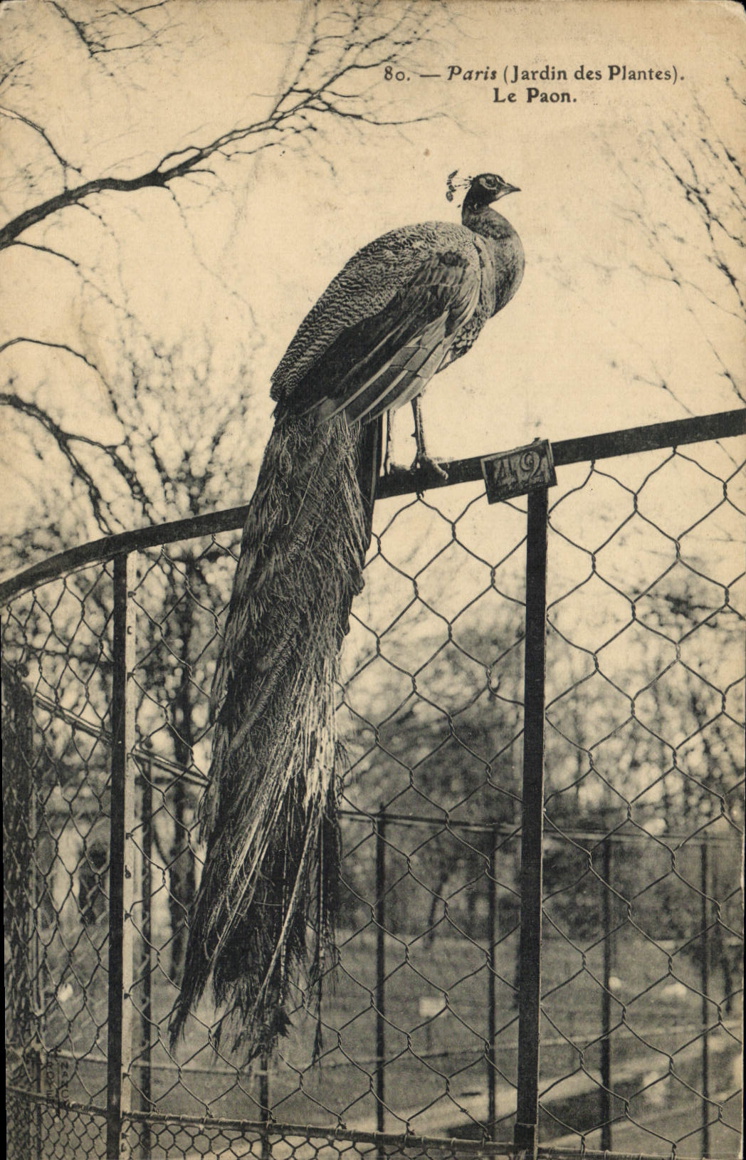 CPA Paris Jardin des Plantes Le paon 