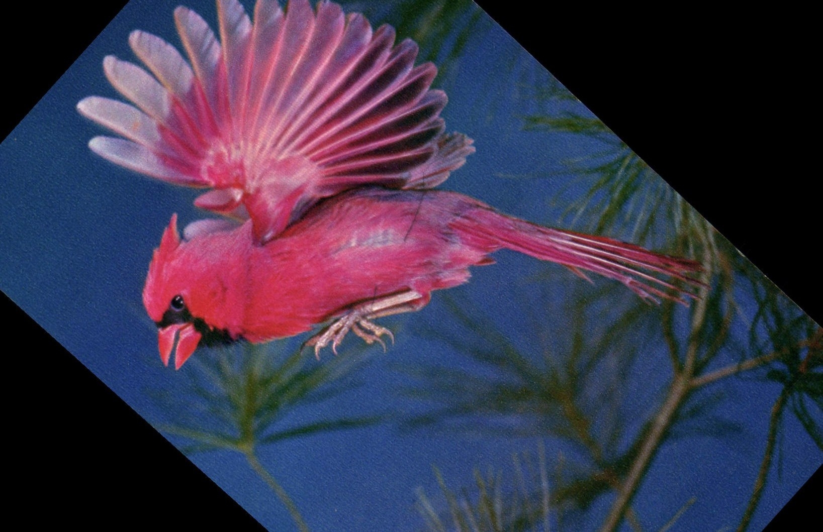 CPM Cardinal 