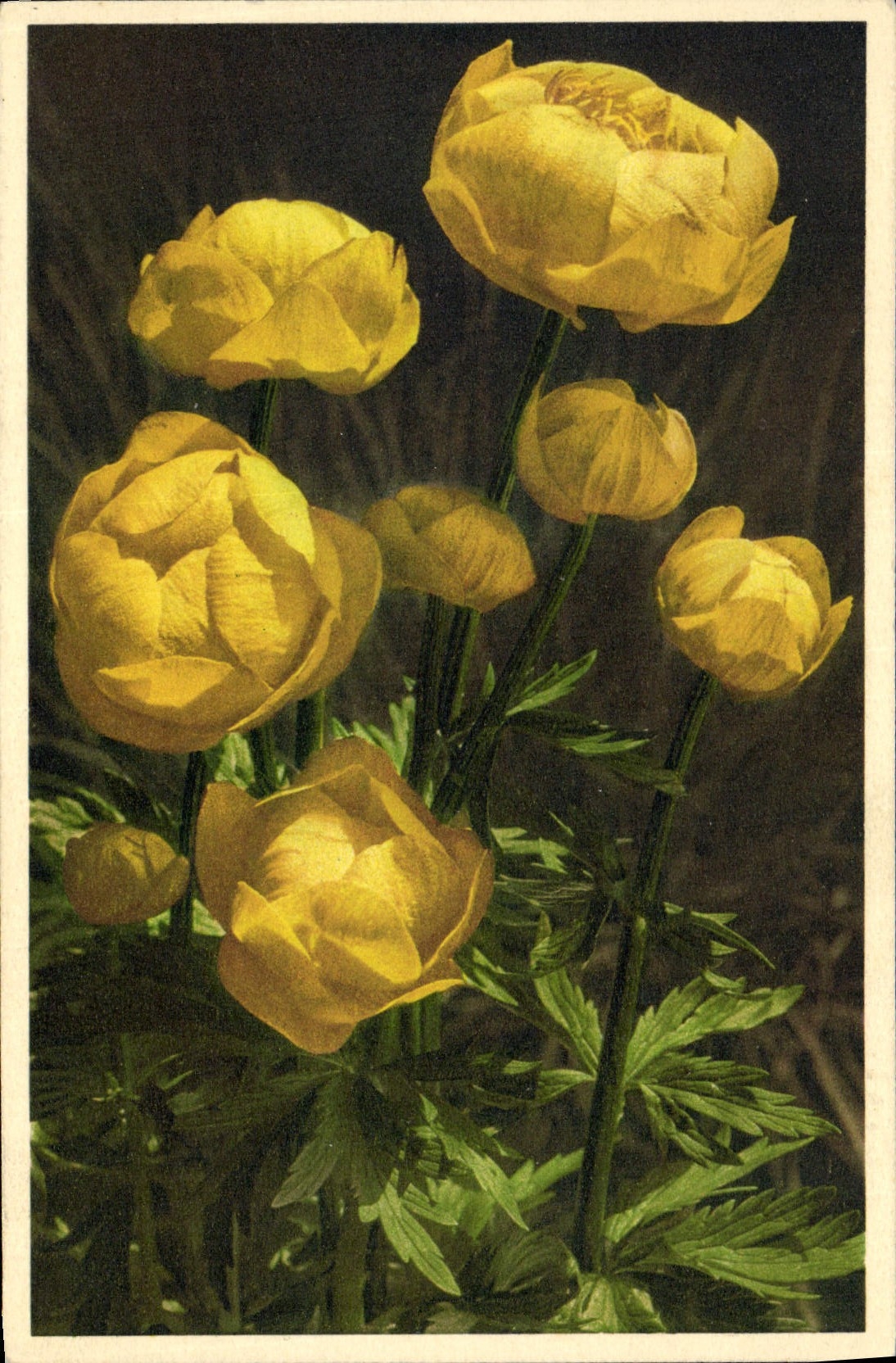 Vintage Postcard Fantaisie Flowers Swell of gold