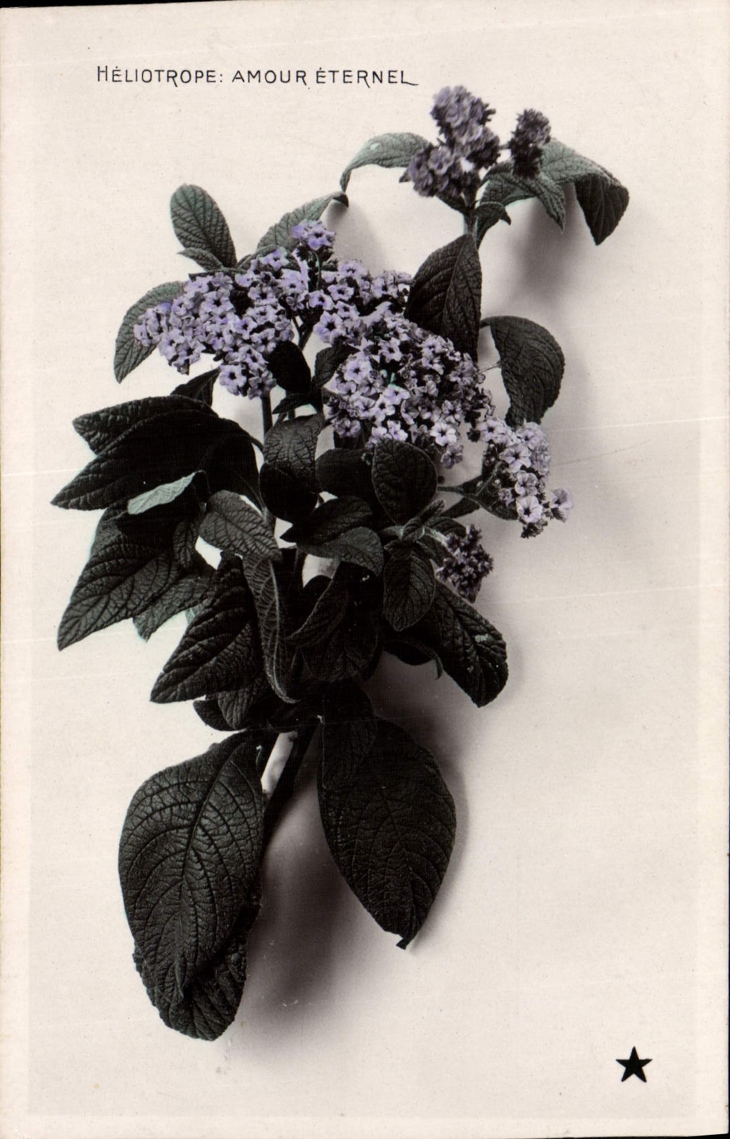 Vintage Postcard Fantasy Flowers Heliotrope Love eternal