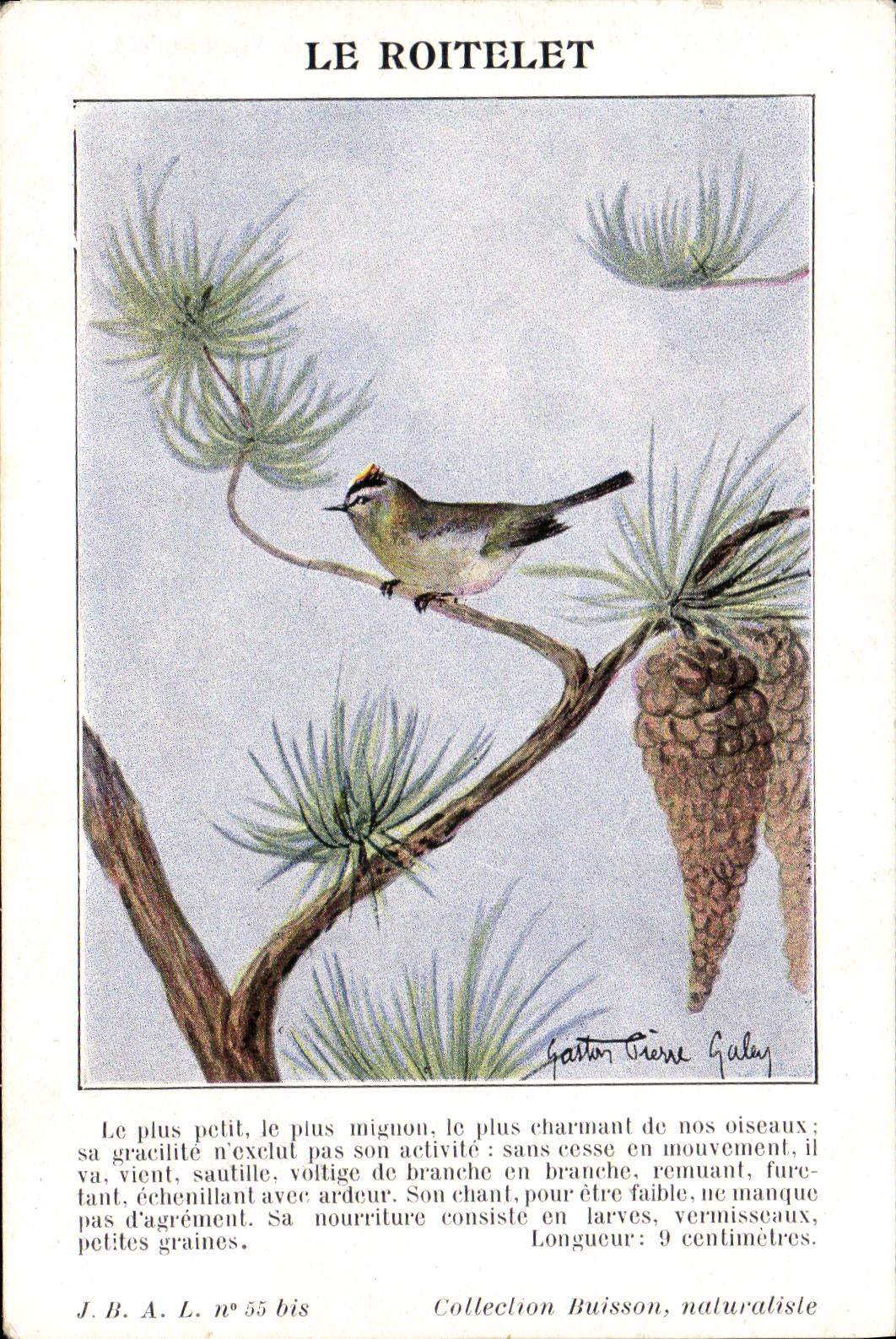 Vintage Postcard the Kinglet