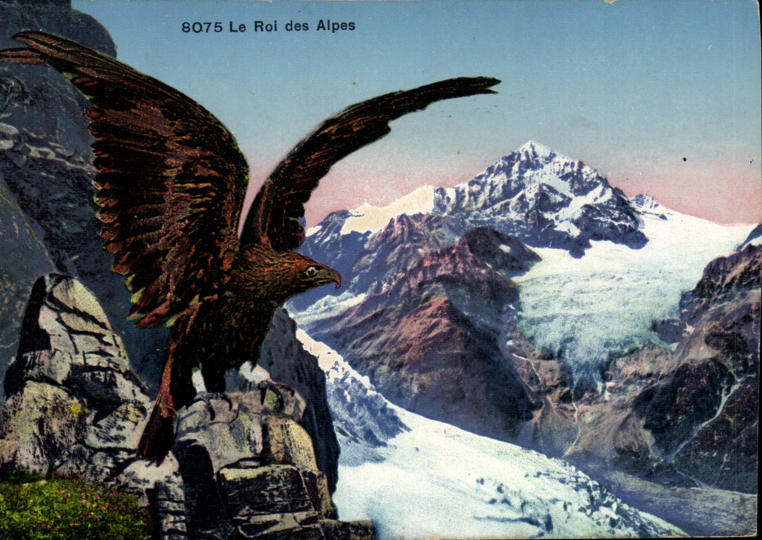Vintage Postcard the king of the Alps Raptor