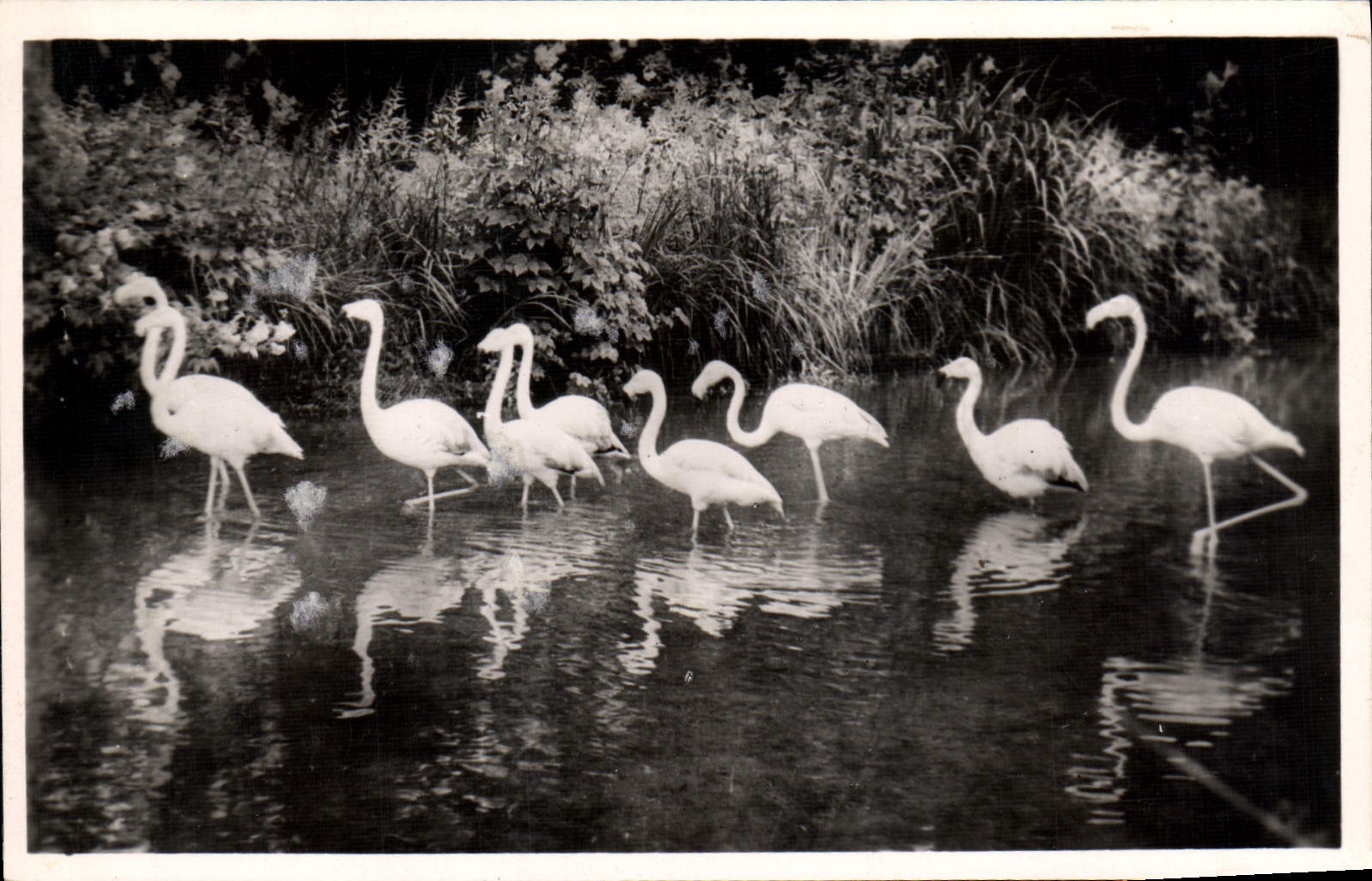 Modern Postcard Zoological gardens of Cleres Pink flamingos Zoo