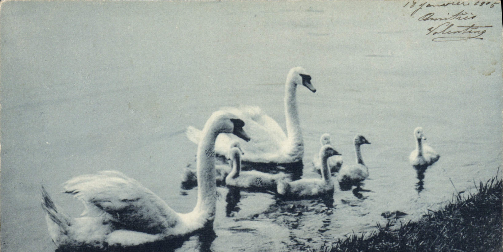 Vintage Postcard Swans
