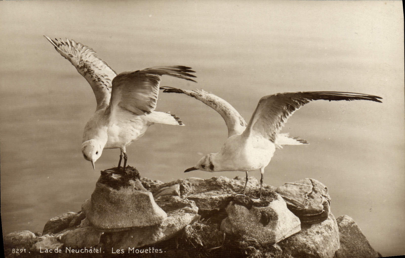 Vintage Postcard Switzerland Neuchâtel Lake gulls