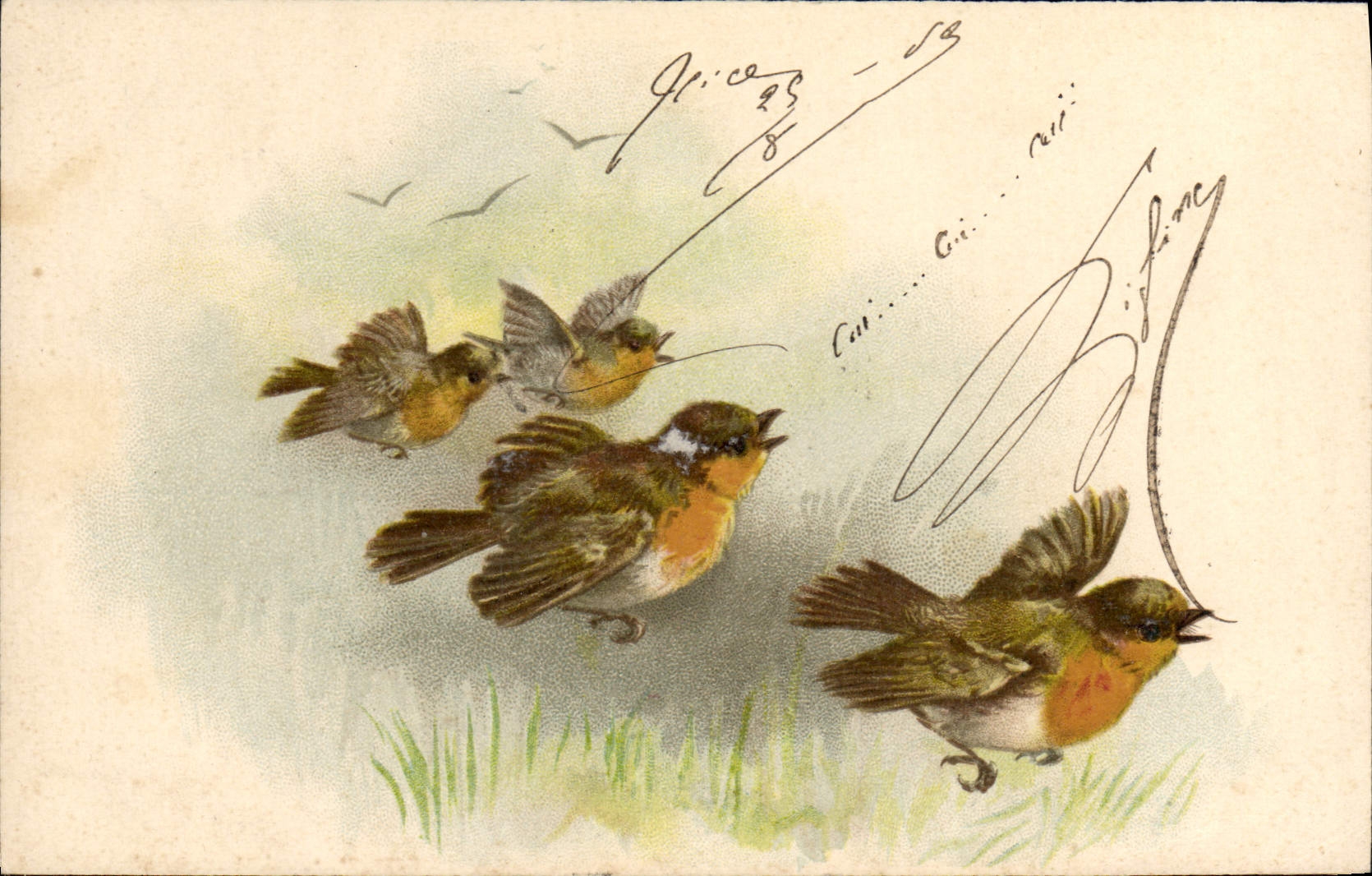 CPA Oiseaux 