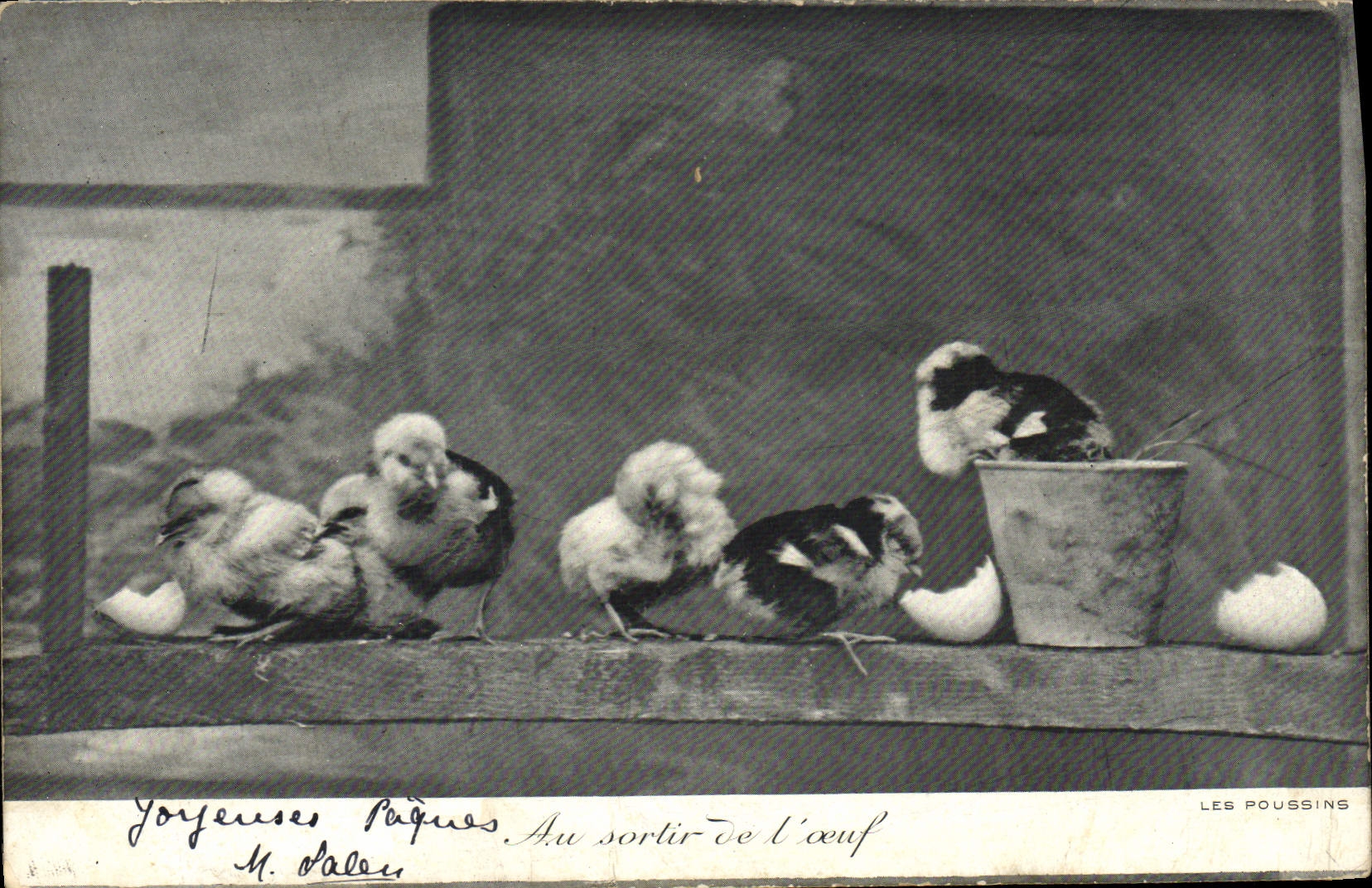 Vintage Postcard With leaving the egg Chicks