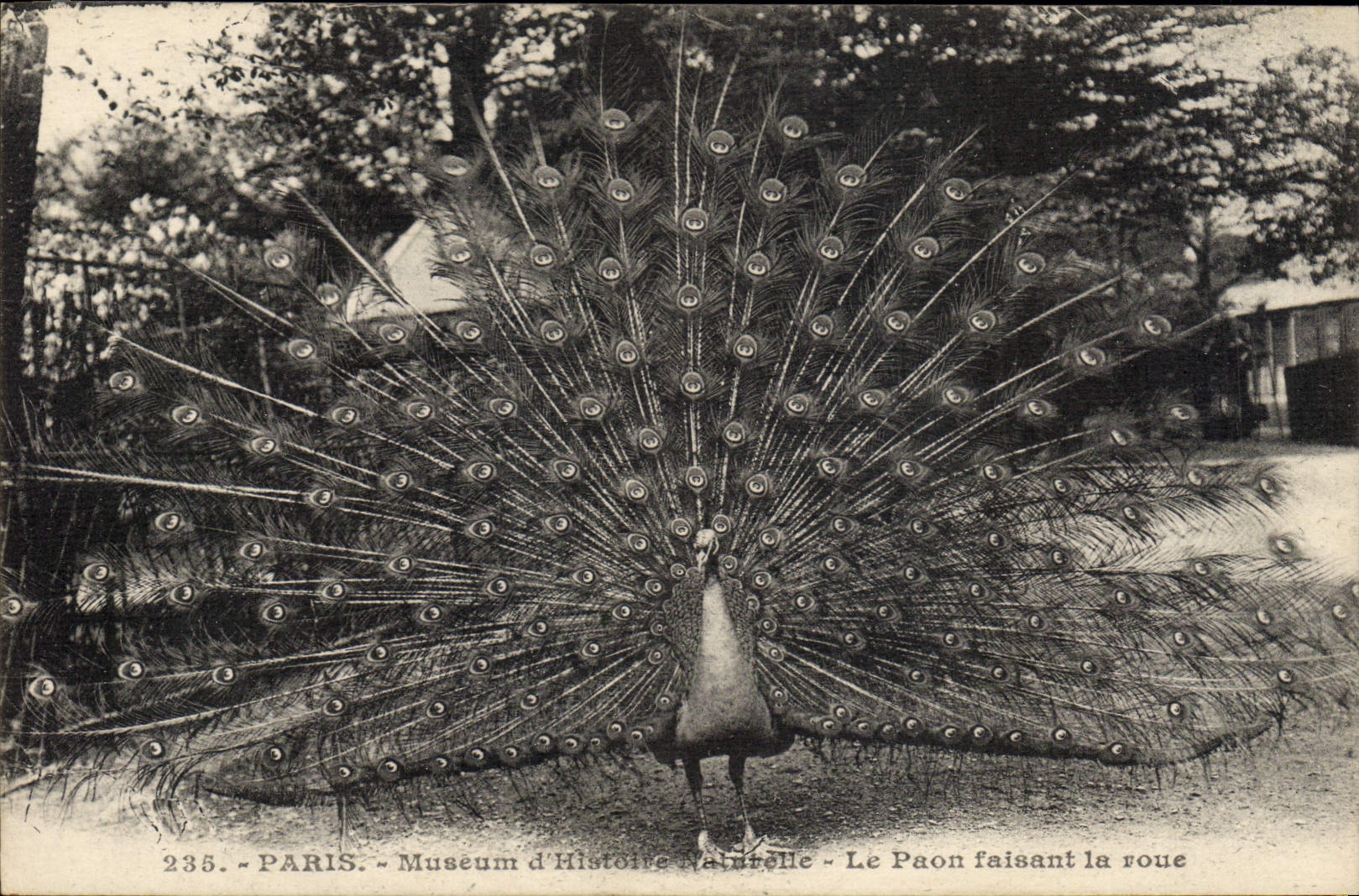 Vintage Postcard Paris Museum of Natural history the peacock making the wheel