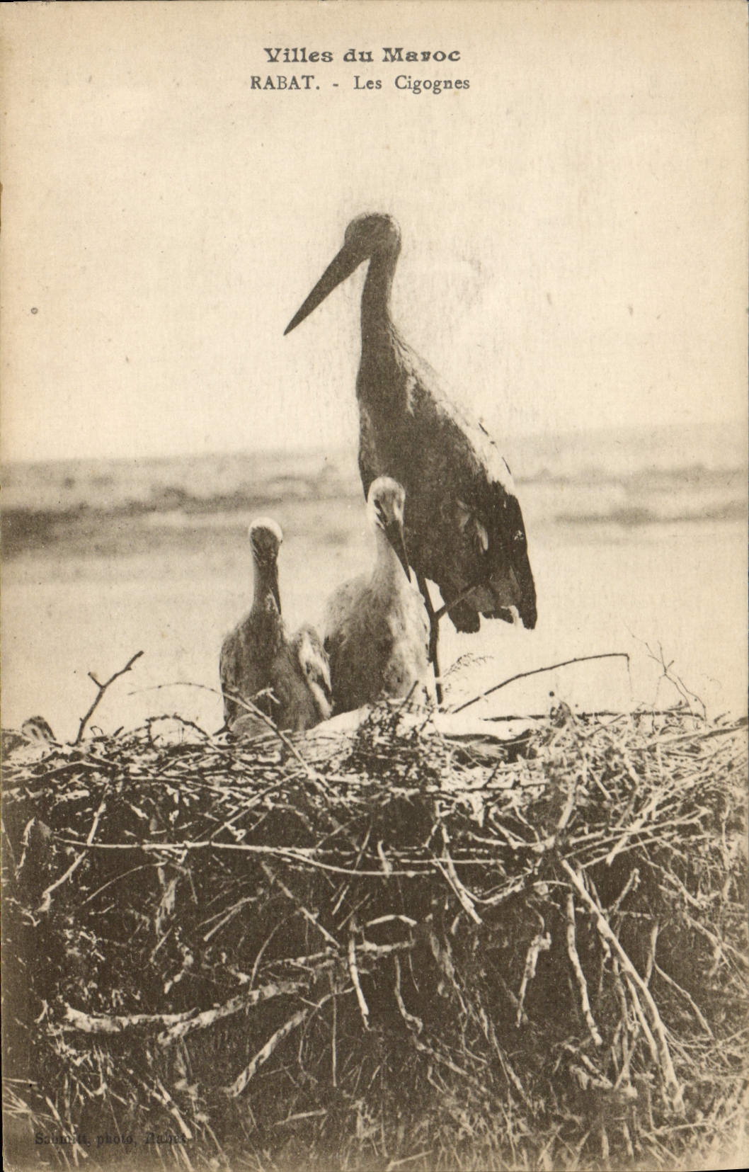 Postal Ciudades de Marruecos Rabat las cigüeñas