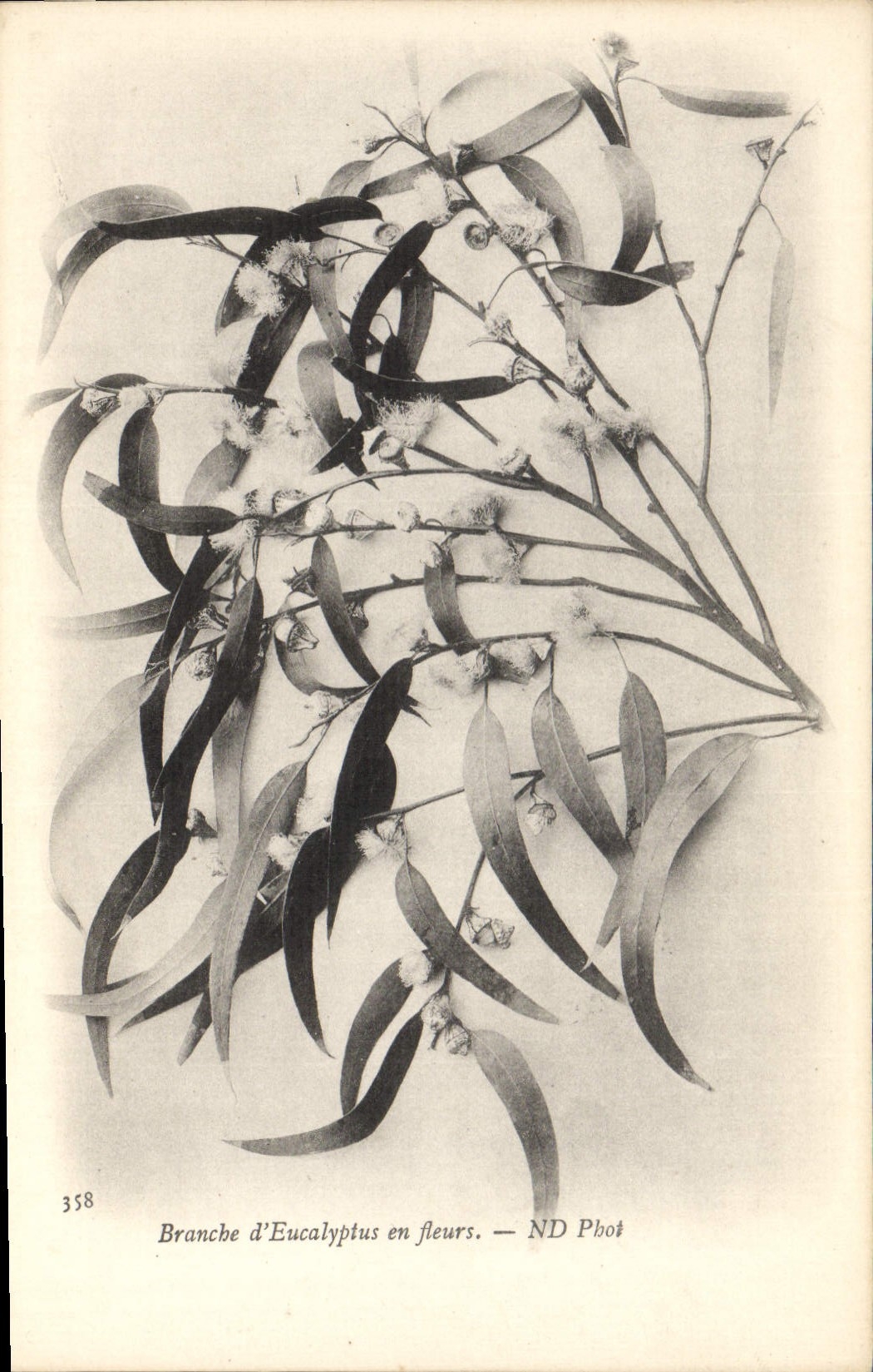 Vintage Postcard Fantaisie Flowers Connects eucalyptus in flowers