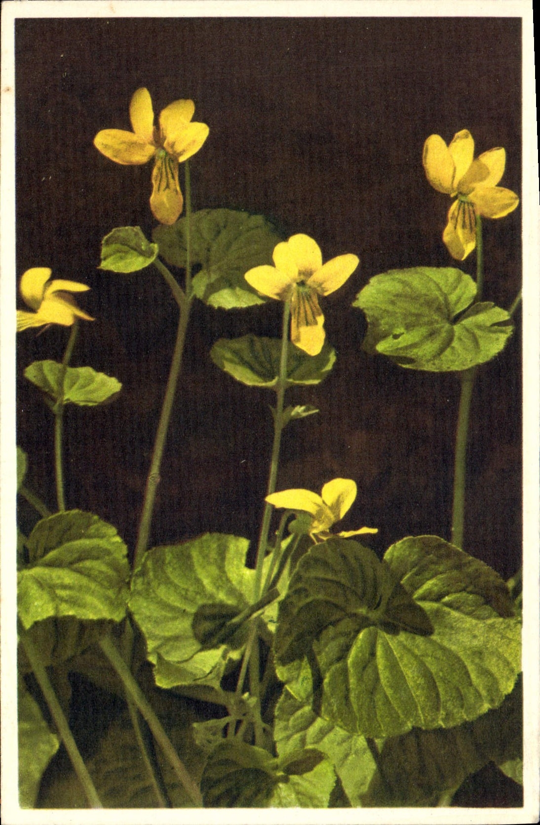 Vintage Postcard Fantasy Flowers yellow Violet