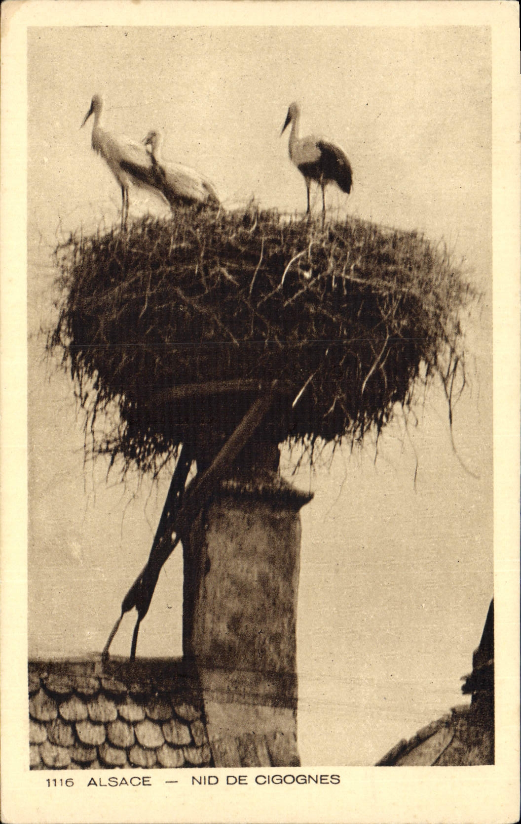 Vintage Postcard Birds Alsace Nest of storks
