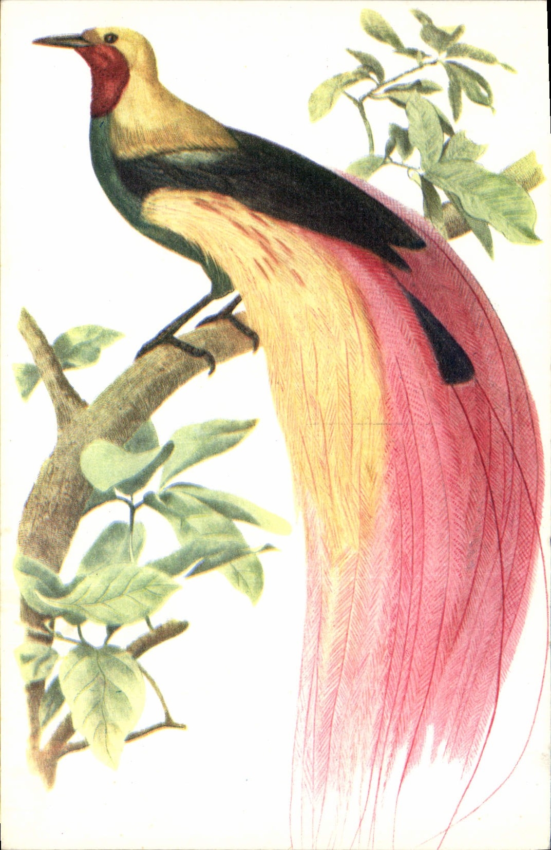 Modern Postcard Birds Large Bird of paradise Emerald