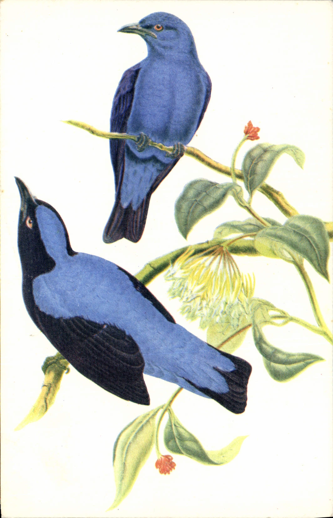 Modern Postcard blue Birds of the fairies