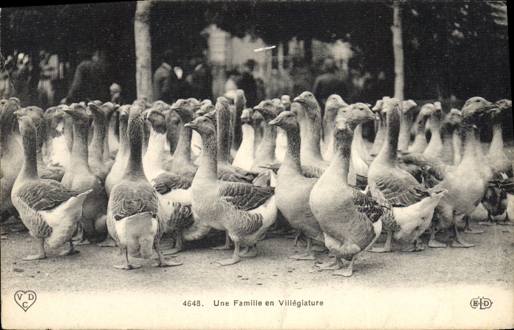 CPA Oiseaux Une famille en villegiature Oies