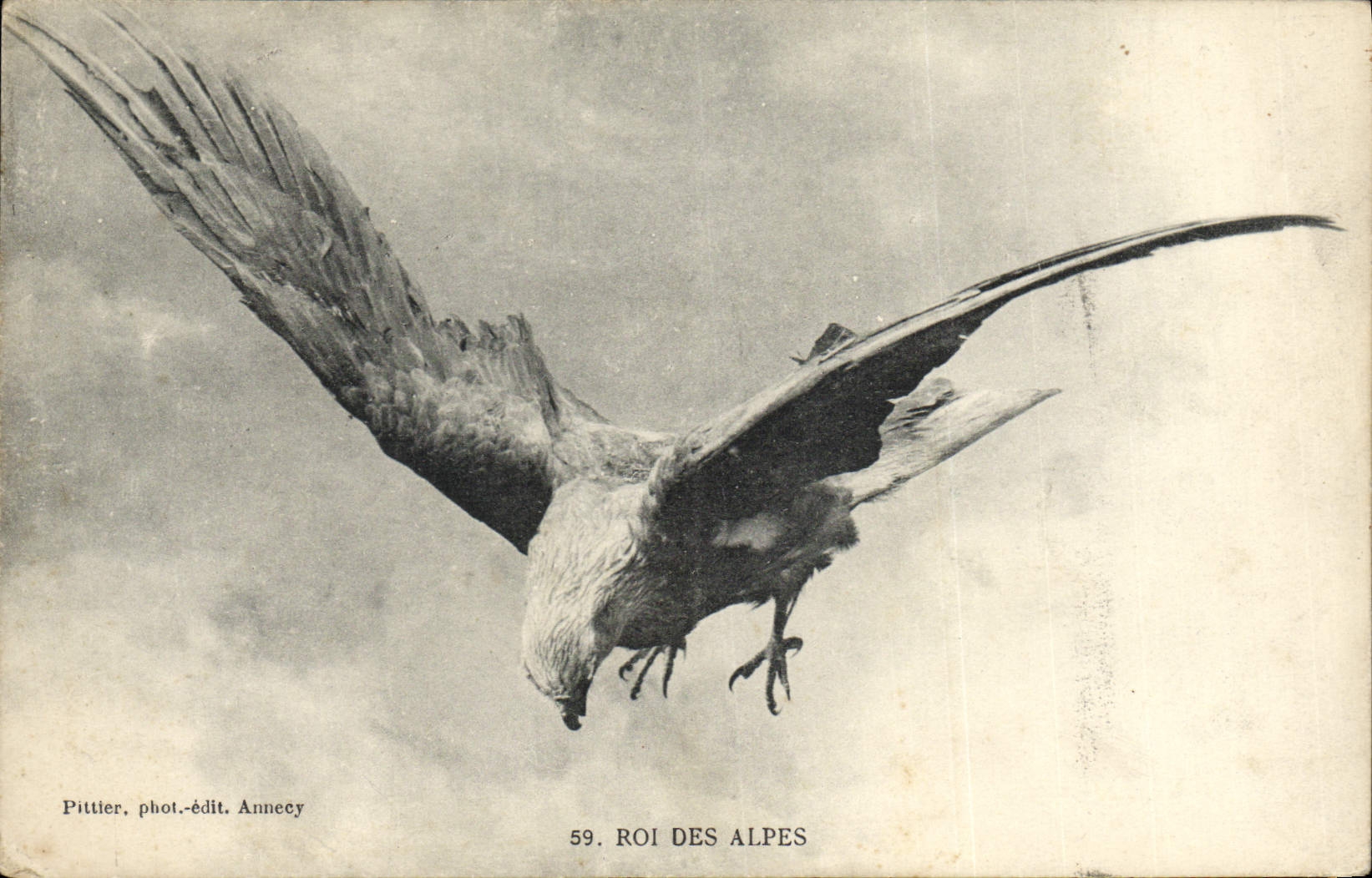 Vintage Postcard Birds King of the Alps Raptor