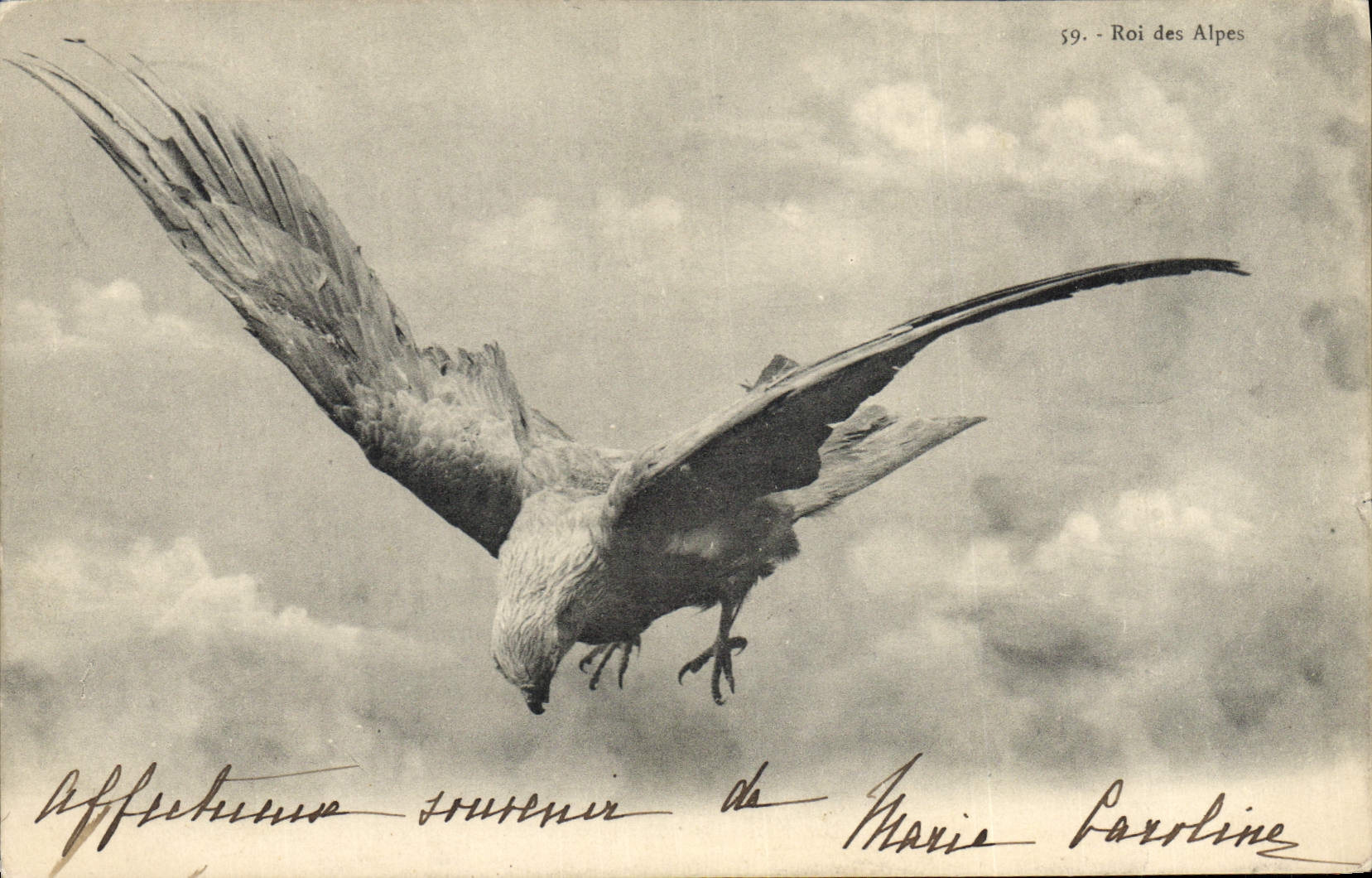 CPA Oiseaux Roi des Alpes Rapace
