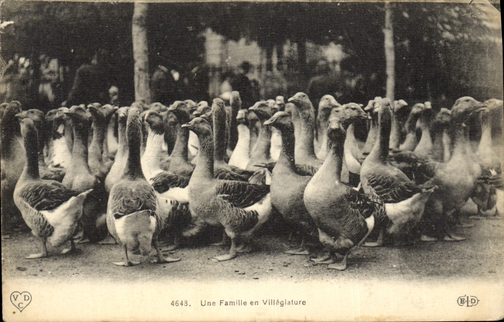 CPA Oiseaux Une famille en villegiature Oies