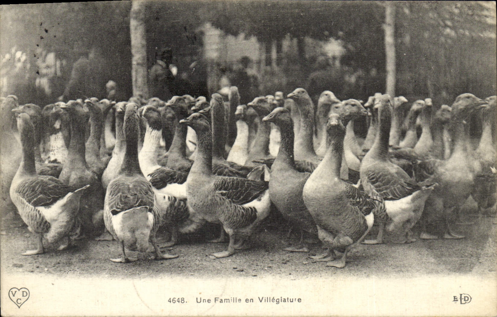 CPA Oiseaux Une famille en villegiature Oies
