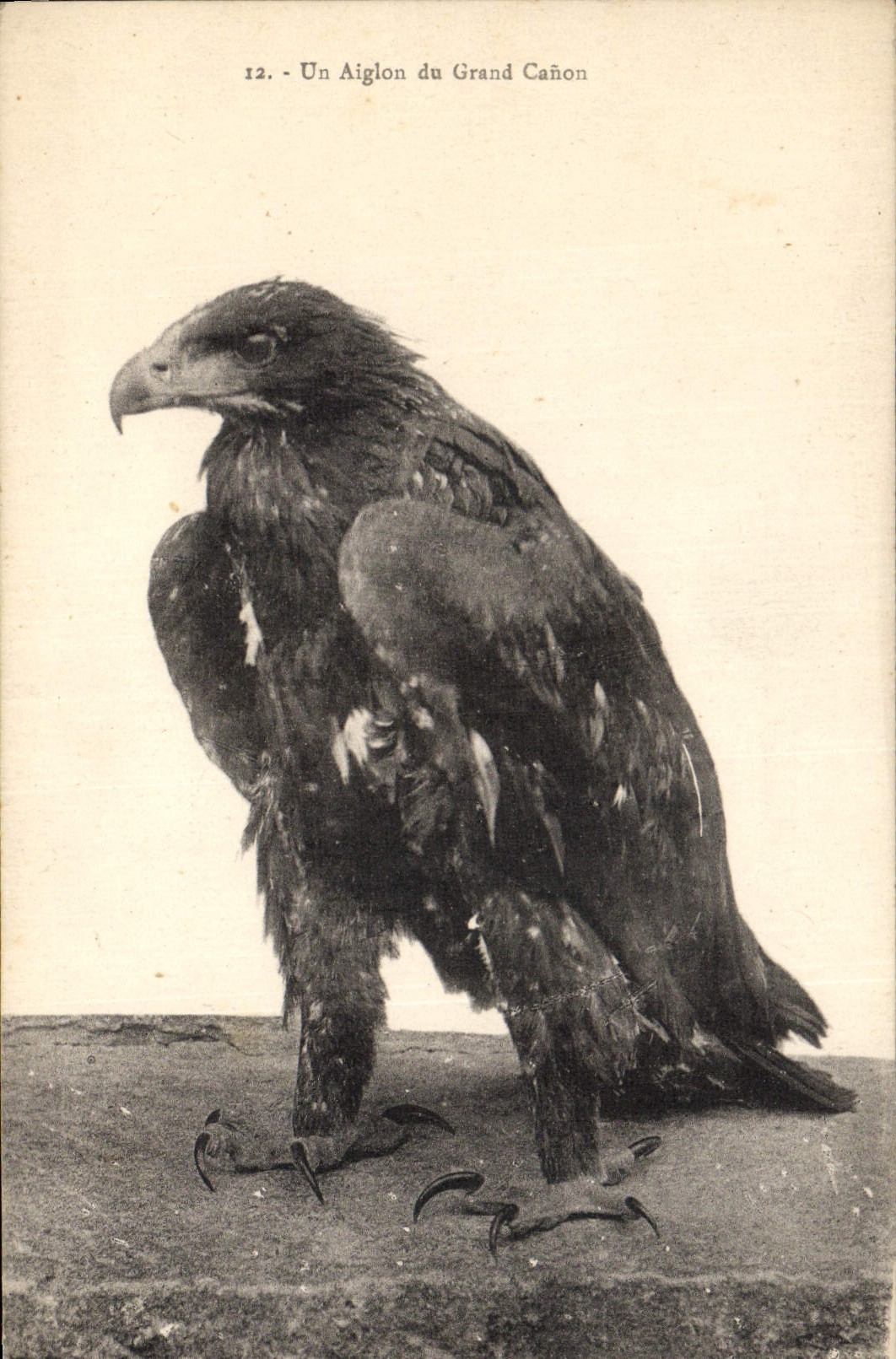 Vintage Postcard Birds an Eaglet of Large Canon Raptor